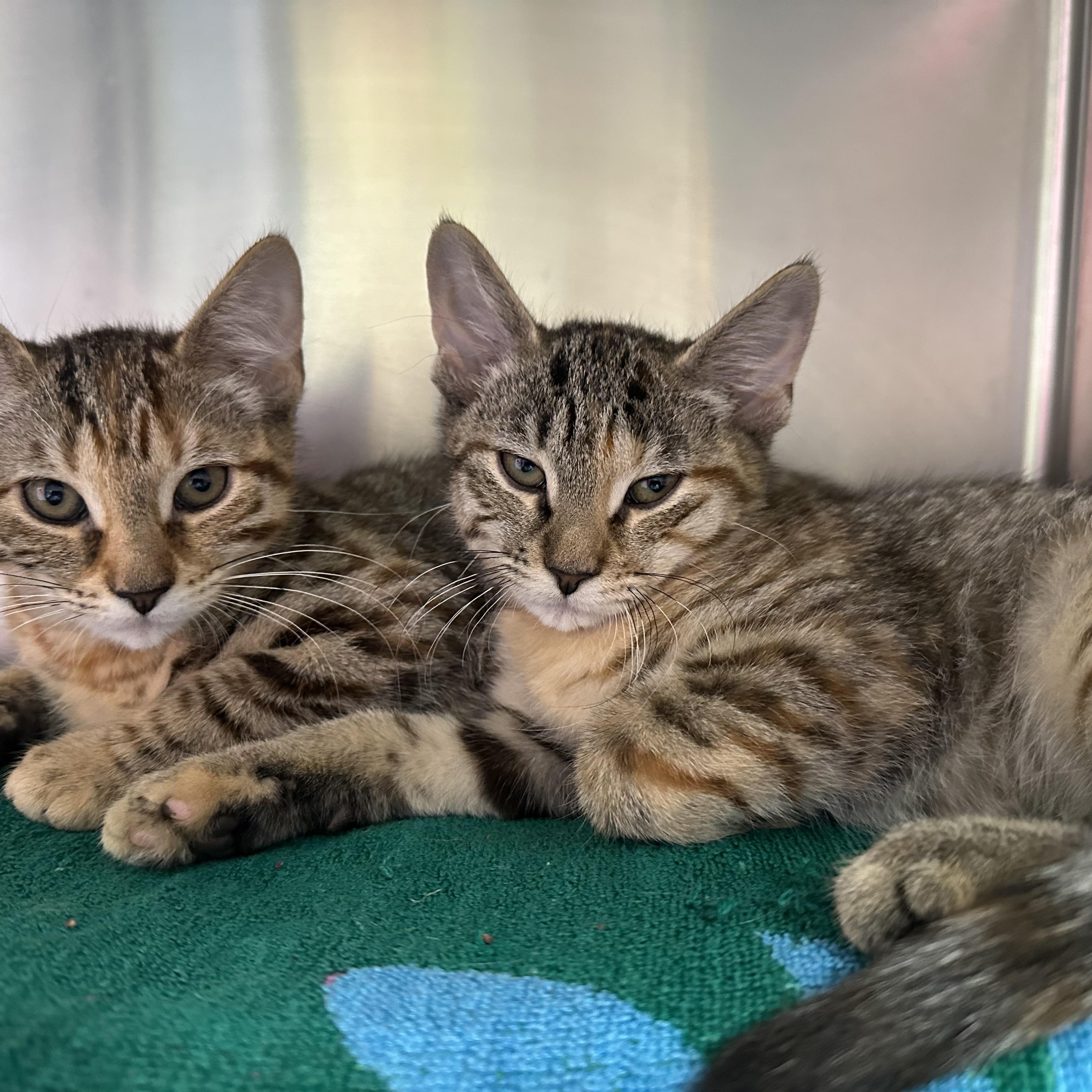Esme and Estelle, an adopted Domestic Short Hair in Clifton, NJ image 4/5