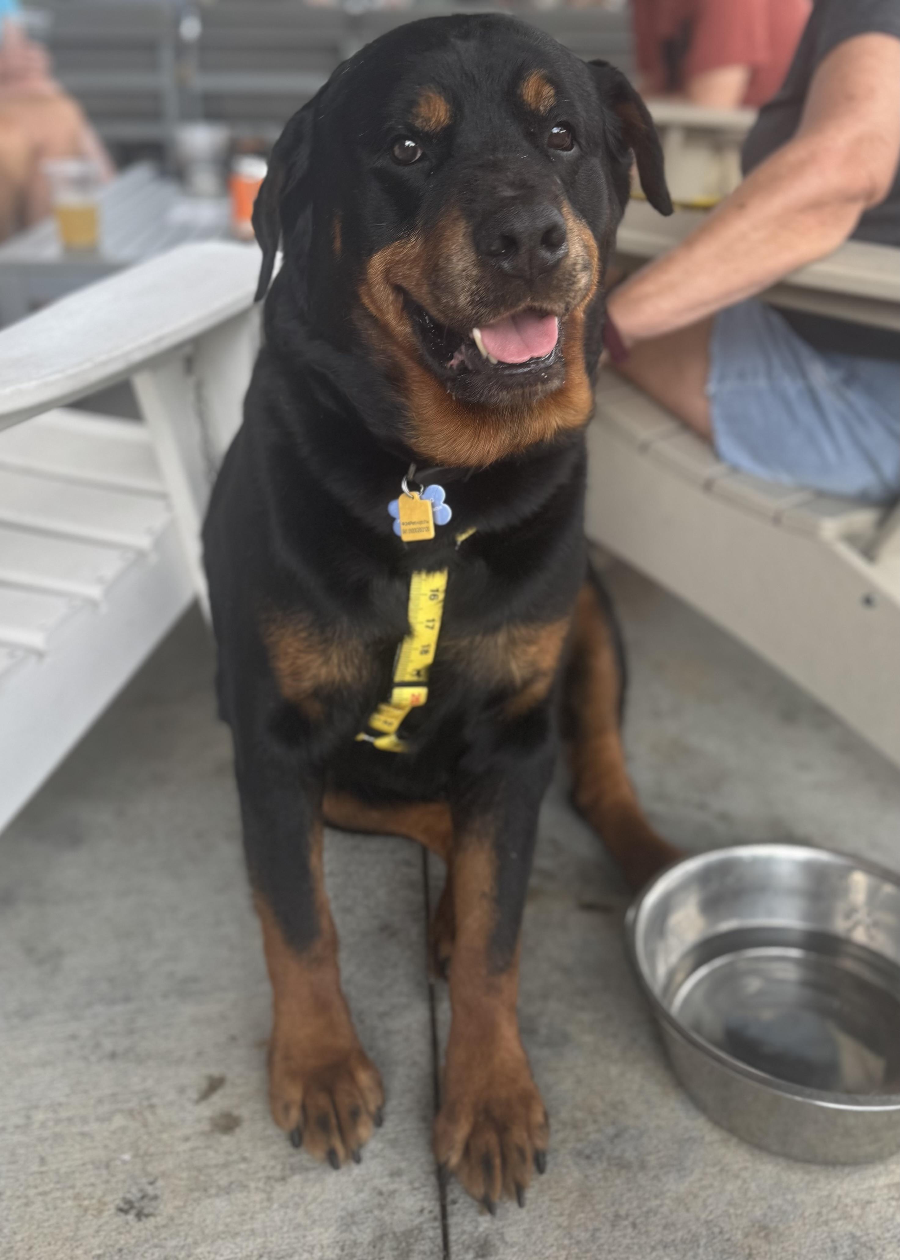 Enlarge BJ, a ADOPTABLE Rottweiler in Wando, SC image 5/5