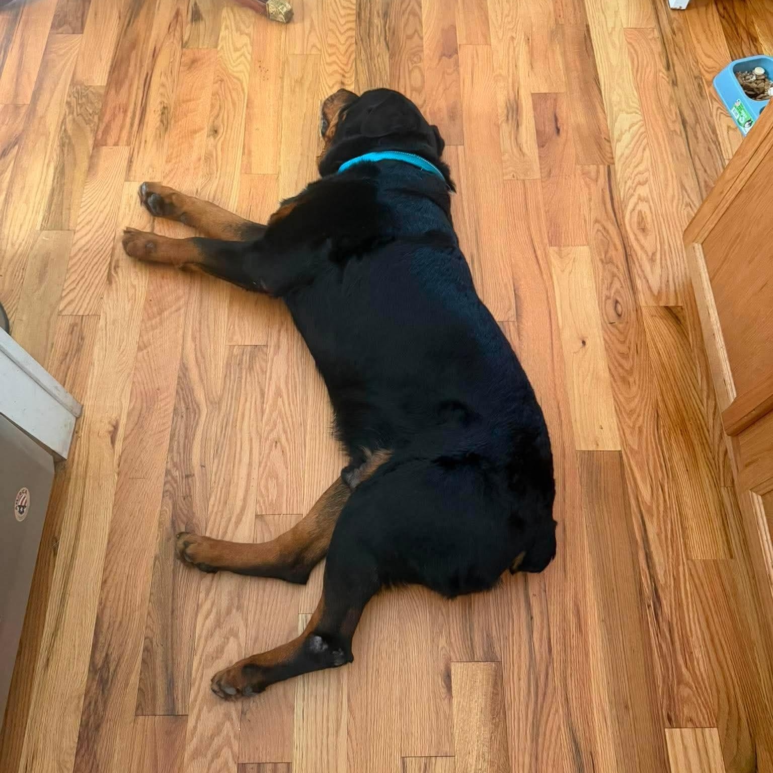 Enlarge BJ, a ADOPTABLE Rottweiler in Wando, SC image 5/5