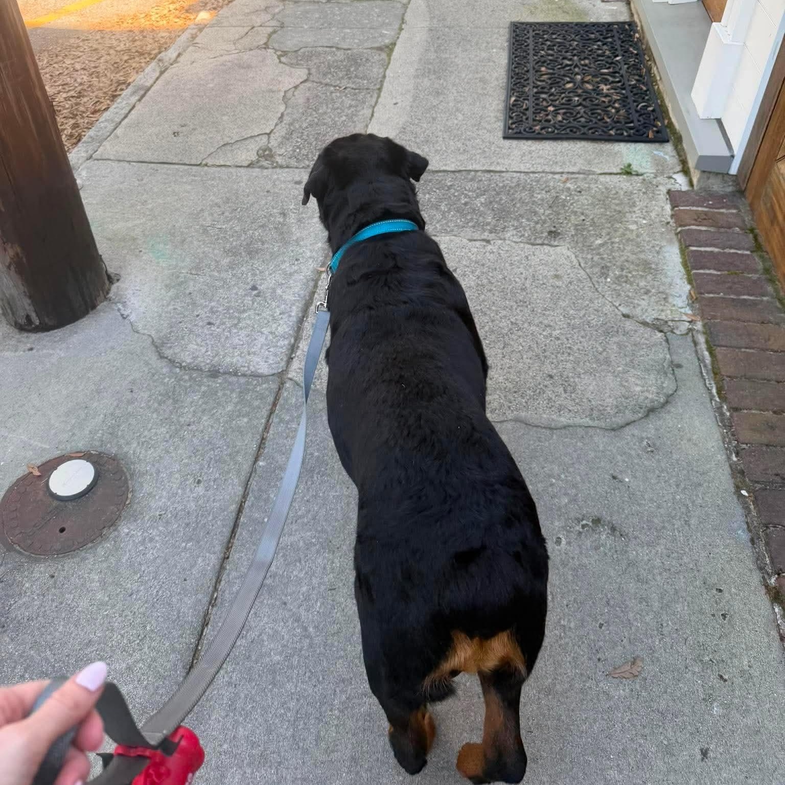 Enlarge BJ, a ADOPTABLE Rottweiler in Wando, SC image 4/5