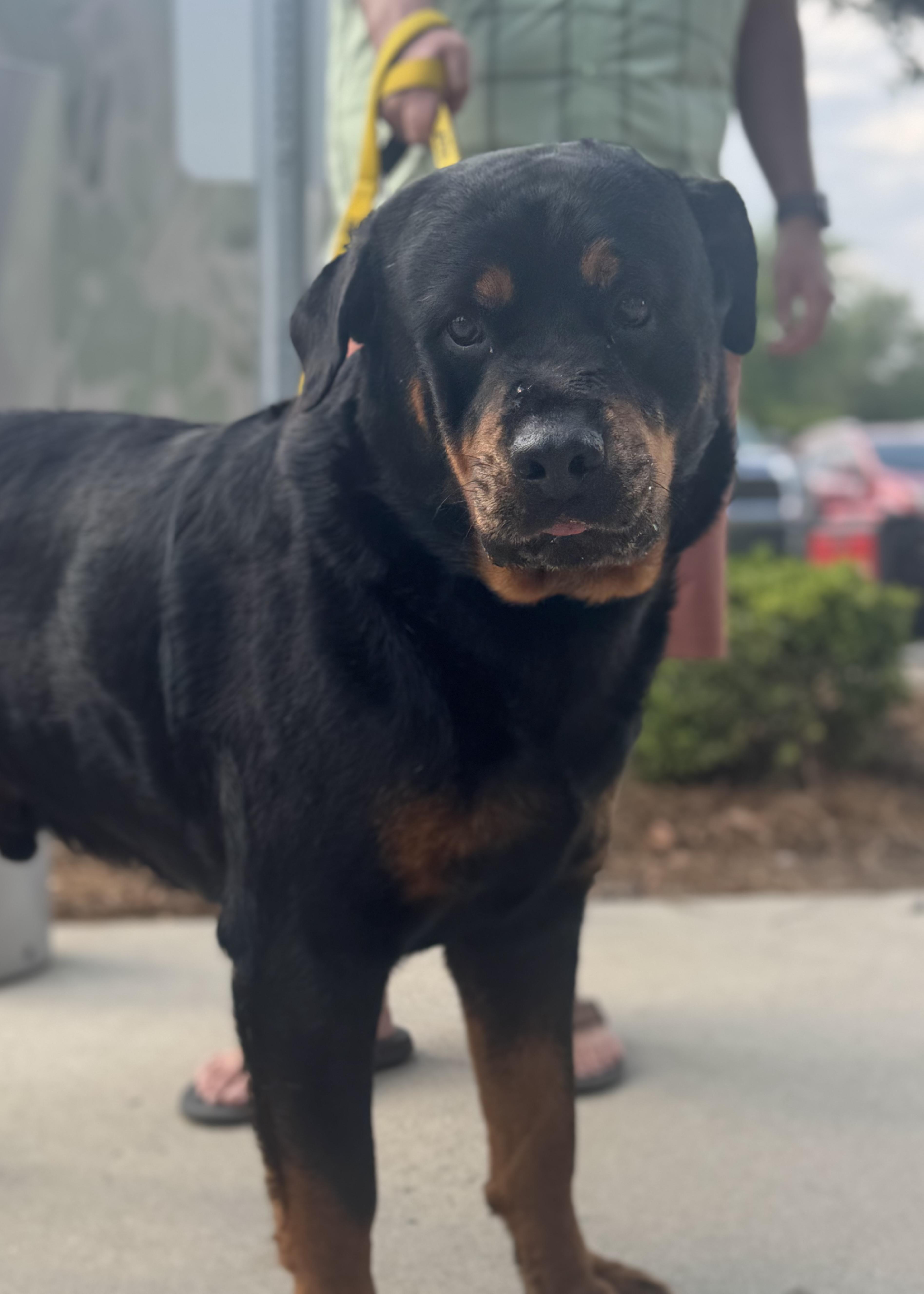 BJ, ADOPTABLE, Senior Male Rottweiler.