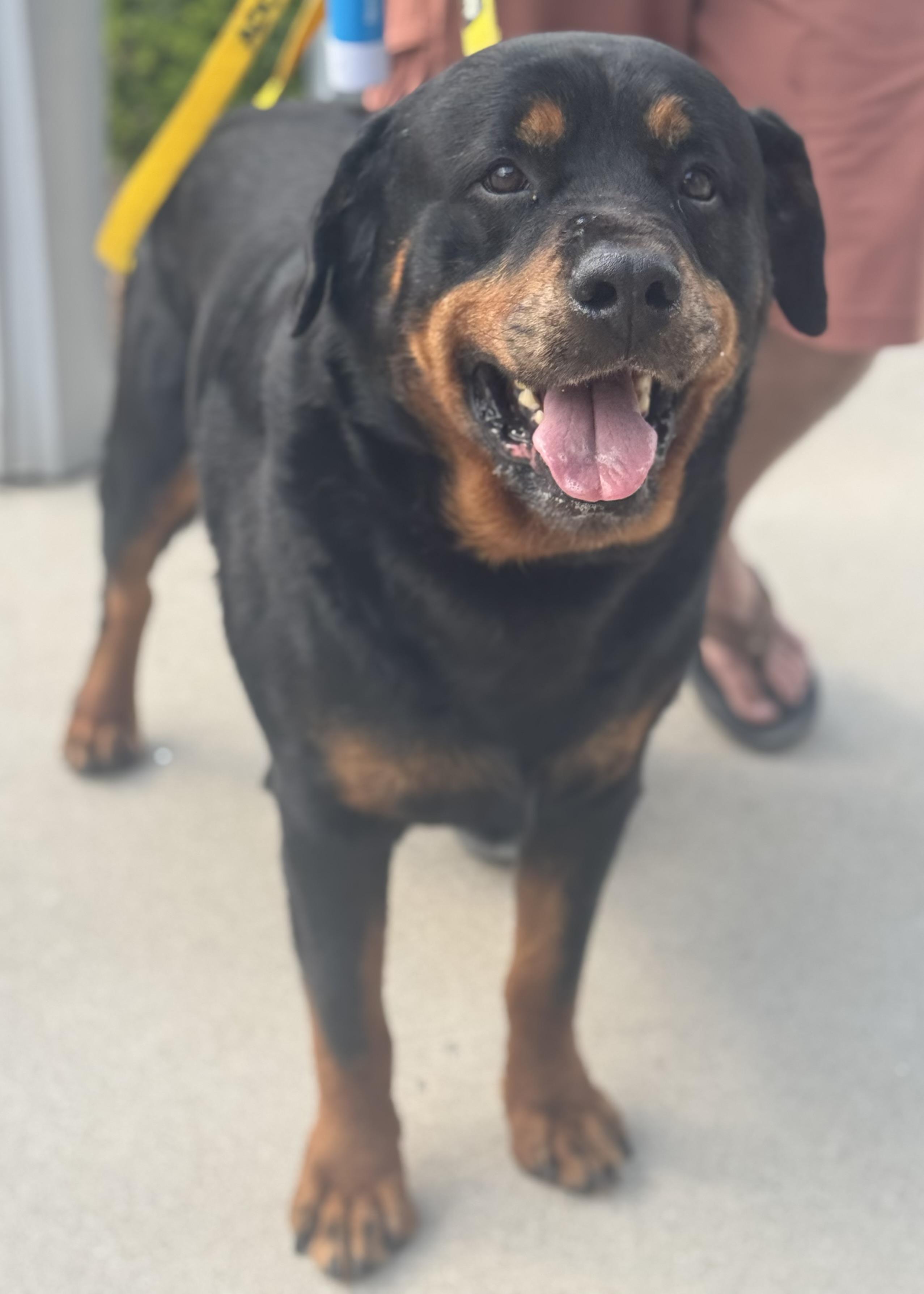 Enlarge BJ, a ADOPTABLE Rottweiler in Wando, SC image 2/5