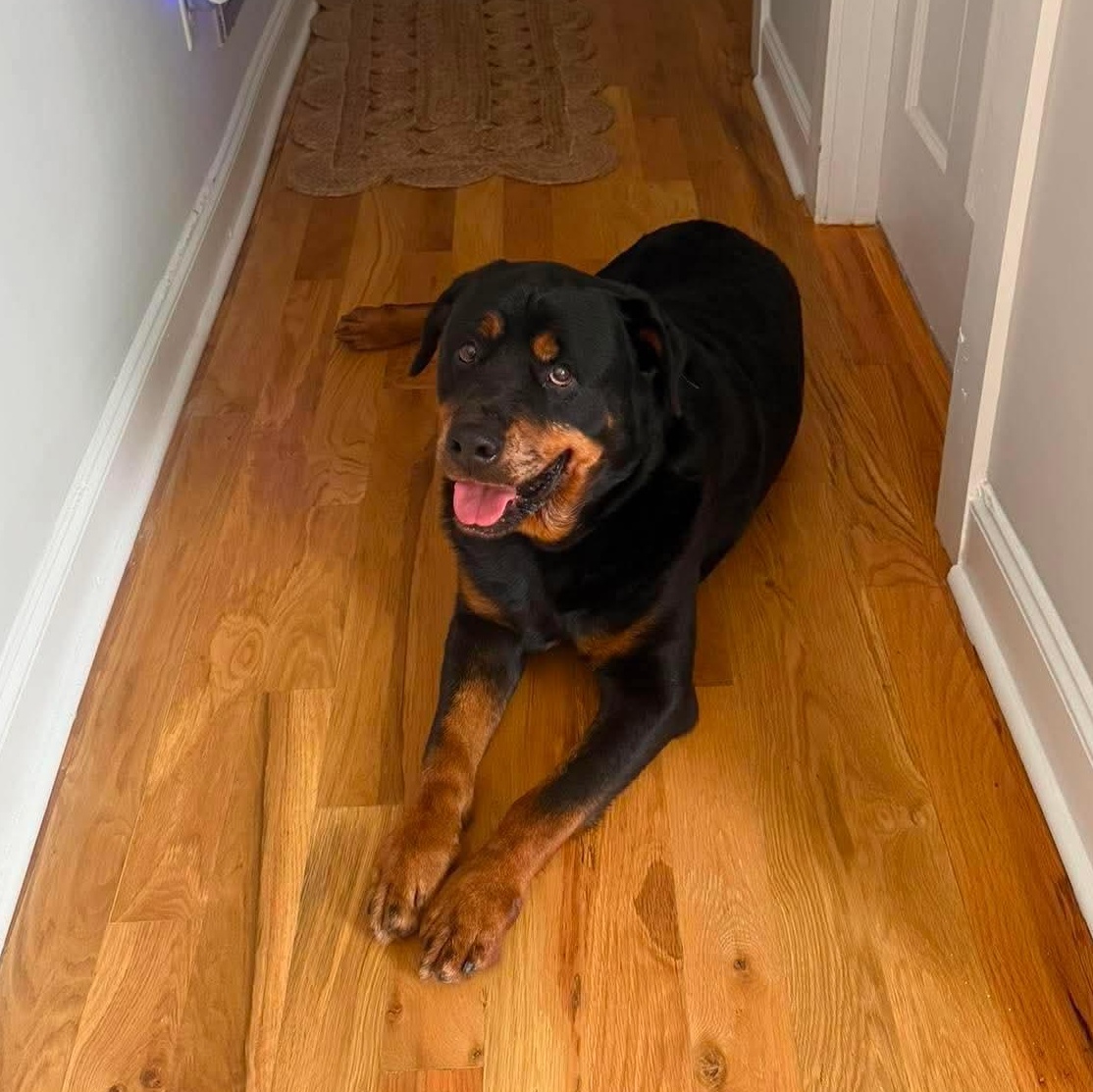 BJ, ADOPTABLE, Senior Male Rottweiler.
