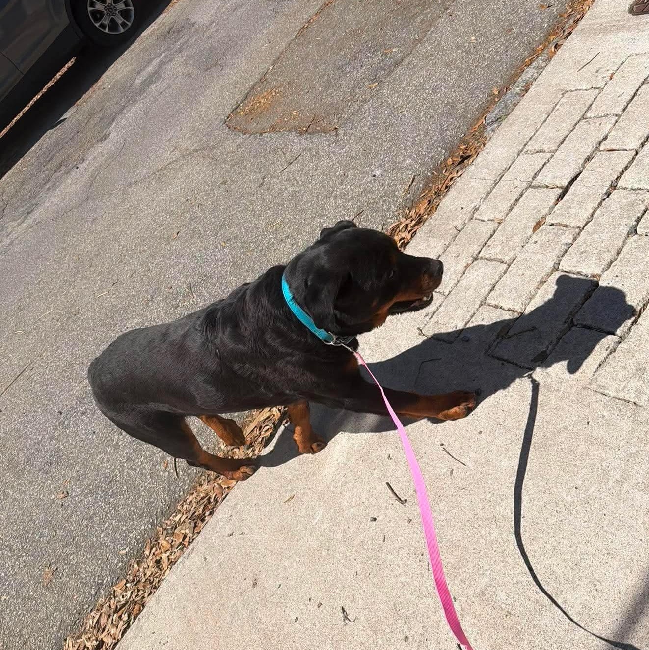Enlarge BJ, a ADOPTABLE Rottweiler in Wando, SC image 3/5