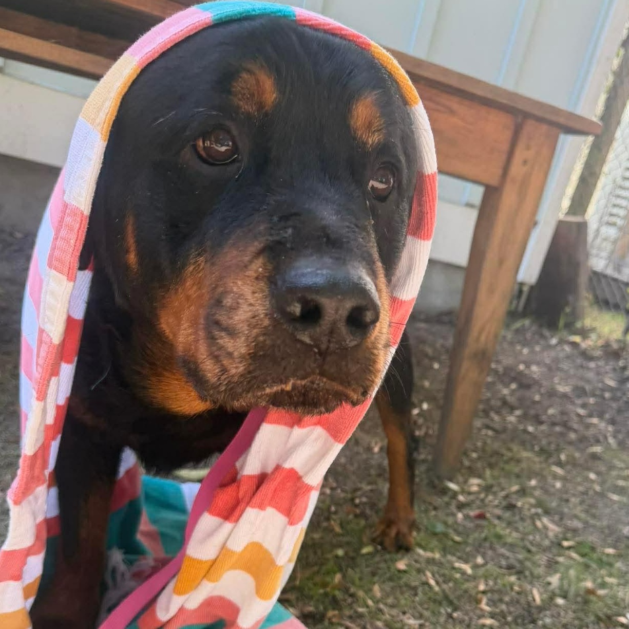 Enlarge BJ, a ADOPTABLE Rottweiler in Wando, SC image 2/5