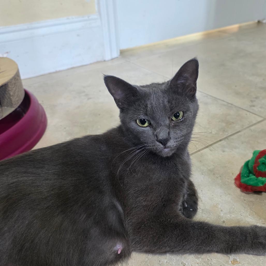 Enlarge Sasha, a Adoptable Russian Blue in Fort Lauderdale, FL image 1/4
