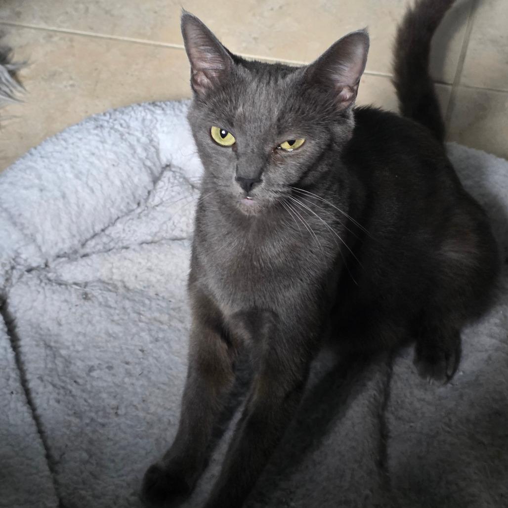 Enlarge Sasha, a Adoptable Russian Blue in Fort Lauderdale, FL image 2/4