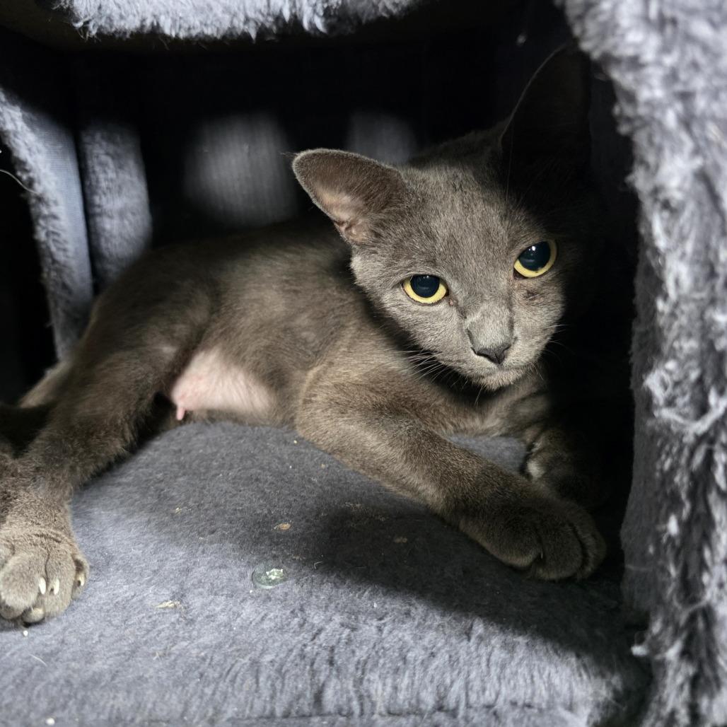 Enlarge Sasha, a Adoptable Russian Blue in Fort Lauderdale, FL image 3/4