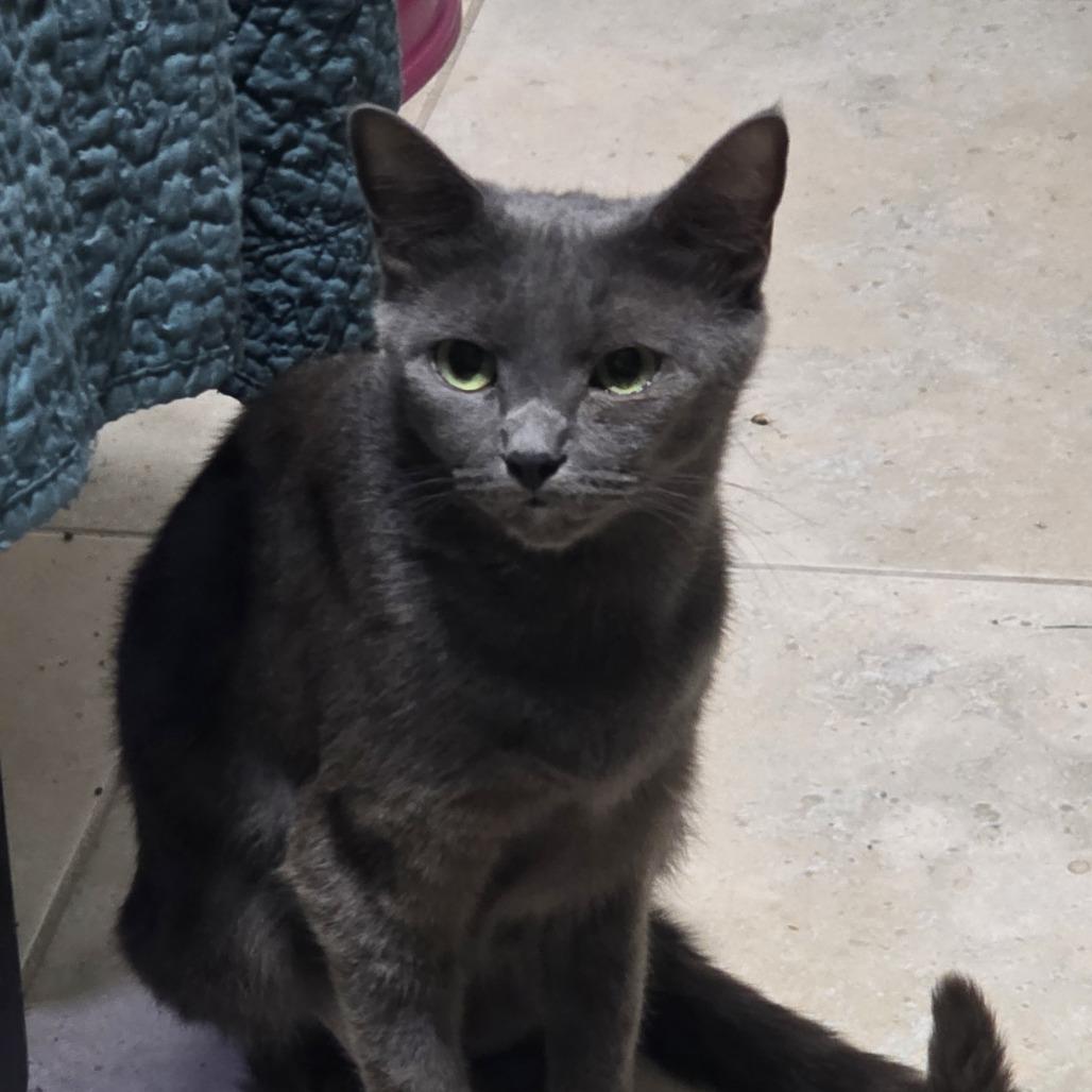 Enlarge Sasha, a Adoptable Russian Blue in Fort Lauderdale, FL image 4/4