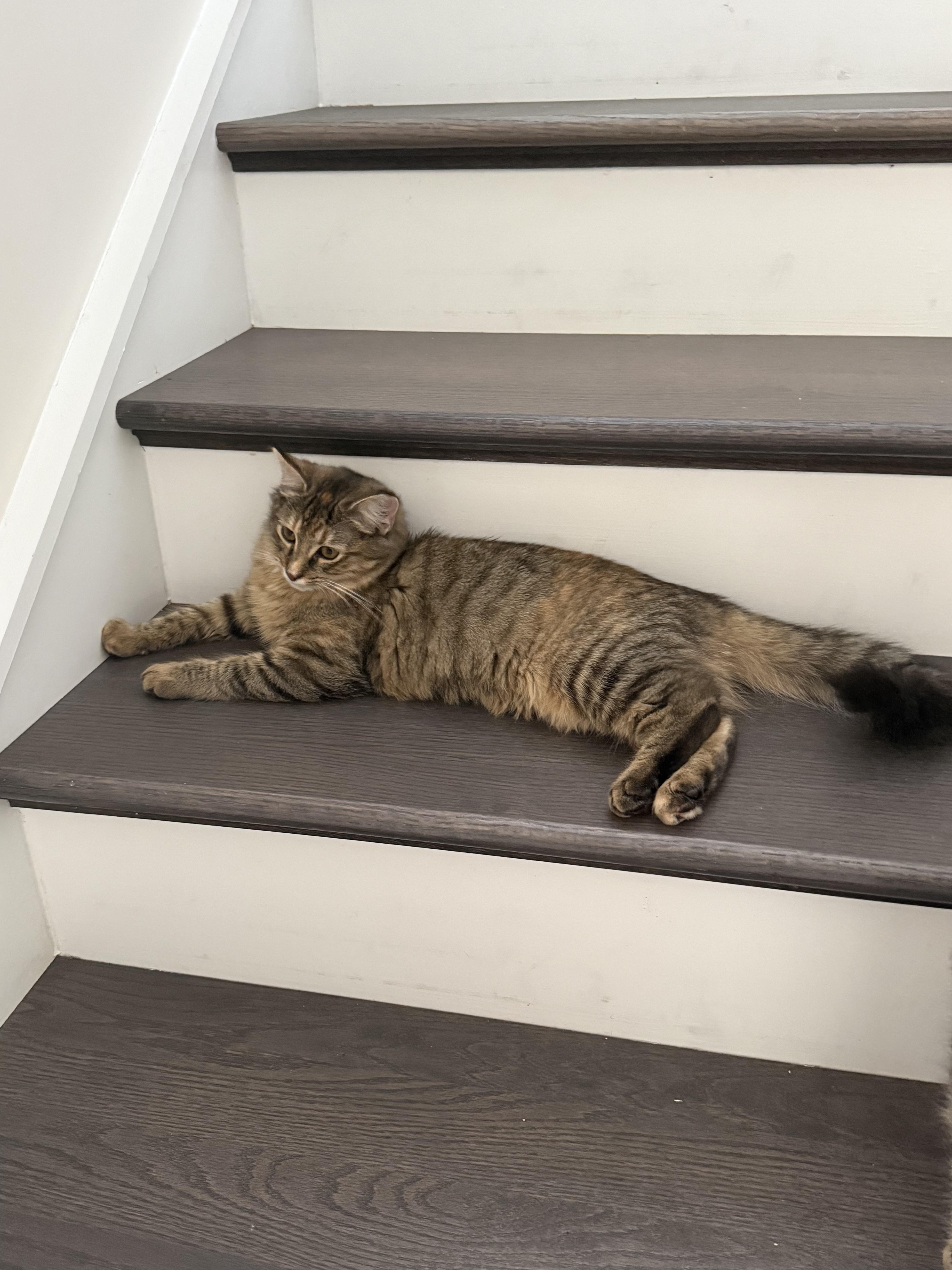 Daphne, ADOPTABLE, Young Female Domestic Medium Hair.