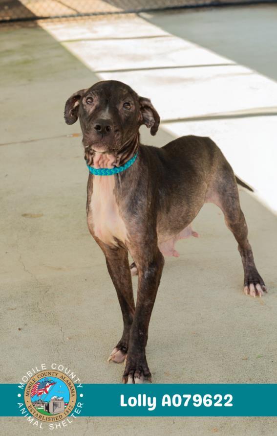 LOLLY, Adoptable, Adult Female American Bulldog & Mixed Breed.