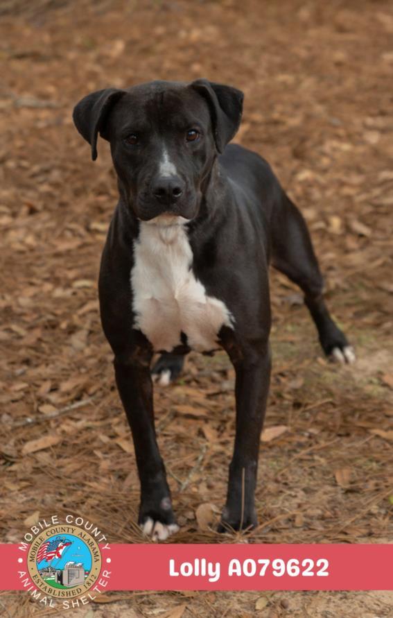 LOLLY, Adoptable, Adult Female American Bulldog & Mixed Breed.