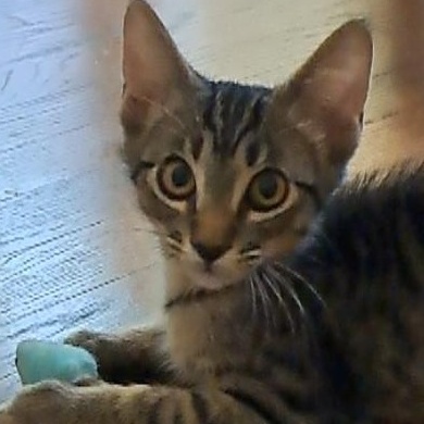 Poppy, Baby Male Domestic Short Hair