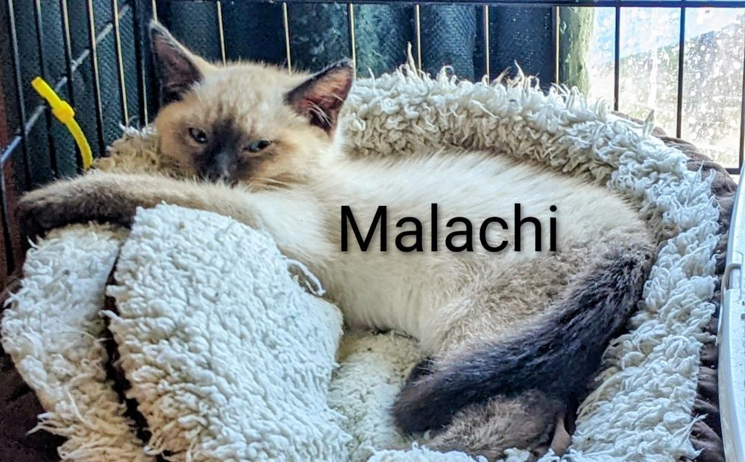 Enlarge Malachi, an adopted mixed breed in Binghamton, NY image 2/4