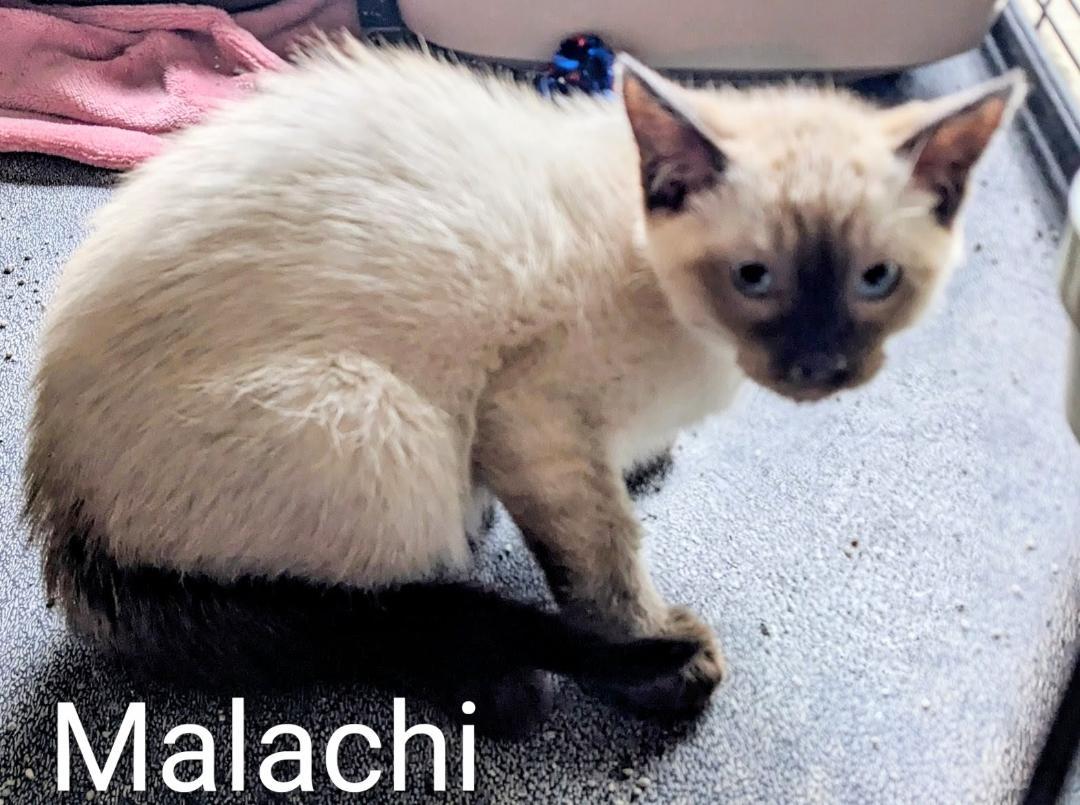 Enlarge Malachi, an adopted mixed breed in Binghamton, NY image 4/4