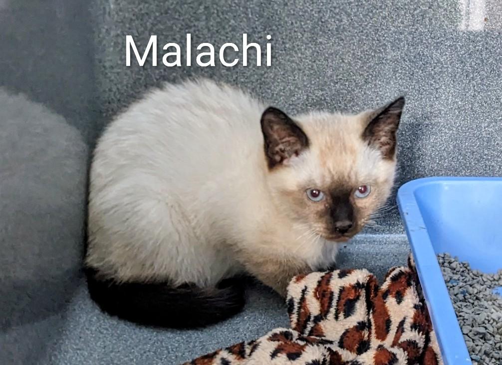 Enlarge Malachi, an adopted mixed breed in Binghamton, NY image 3/4