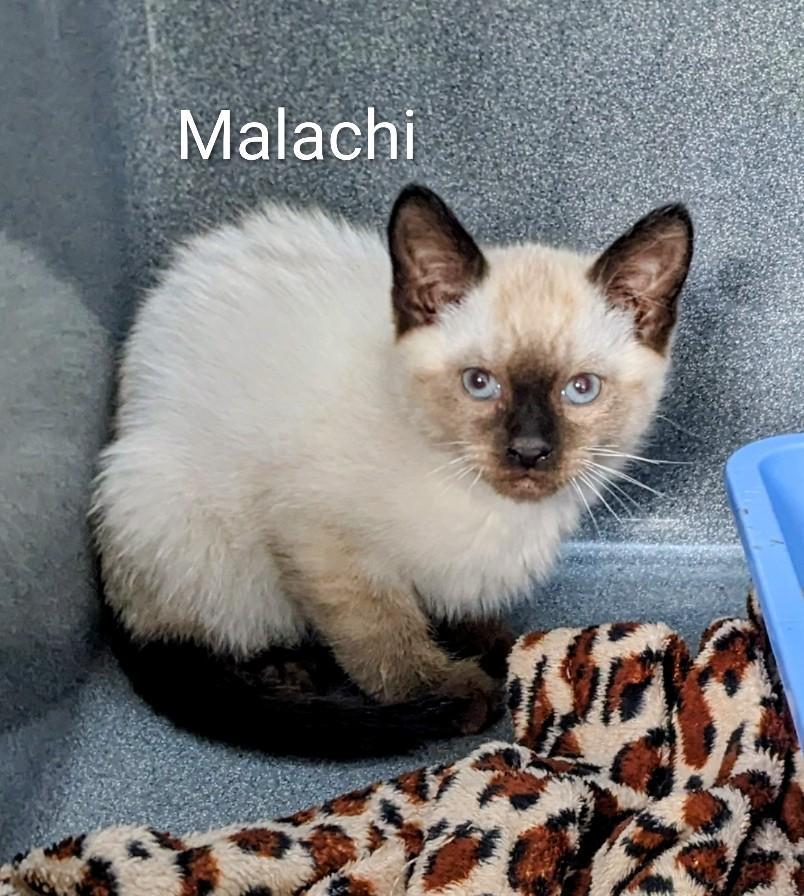 Malachi, adopted, Young Male Siamese & Domestic Short Hair.