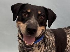 Enlarge Preston, a Adoptable mixed breed in Golden Valley, MN image 1/1