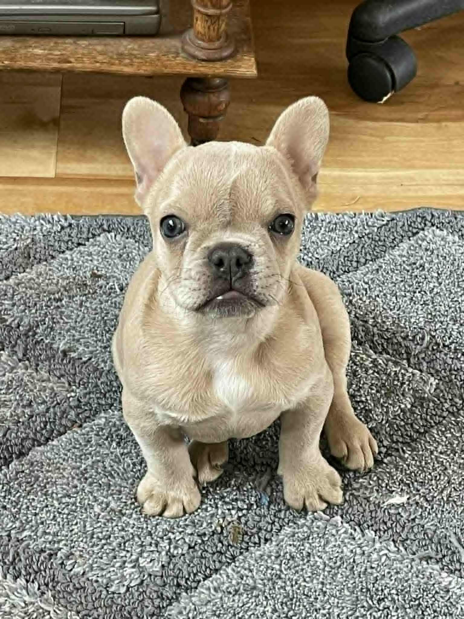 Enlarge Clementine, a Adopted French Bulldog in PORTLAND, OR image 1/2