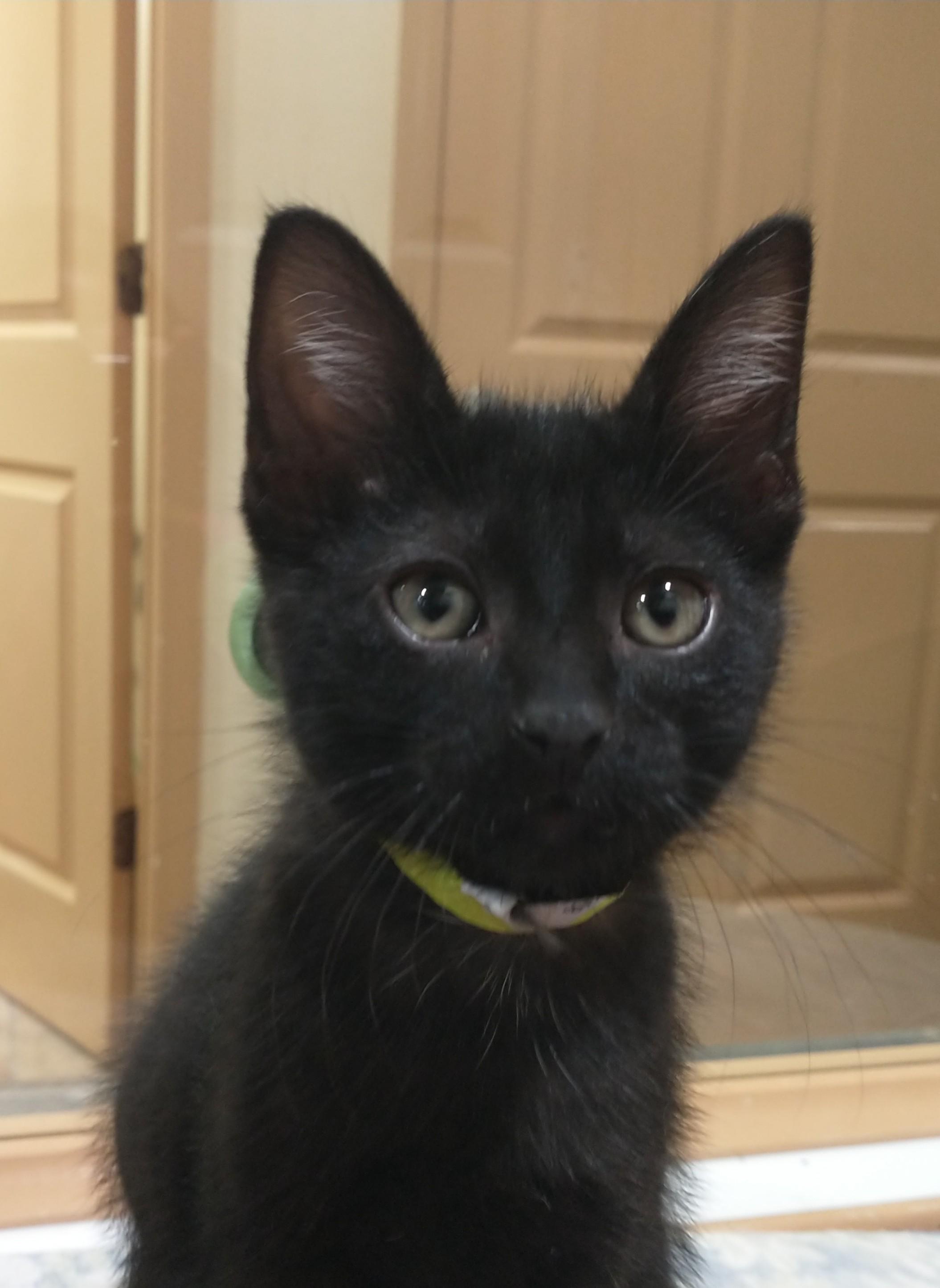Dover, ADOPTABLE, Kitten Male Domestic Short Hair.