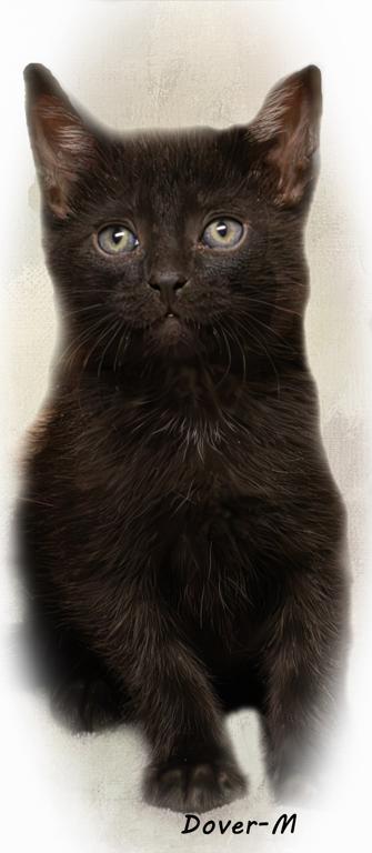 Dover, a ADOPTABLE Domestic Short Hair in Tomah, WI image 3/3