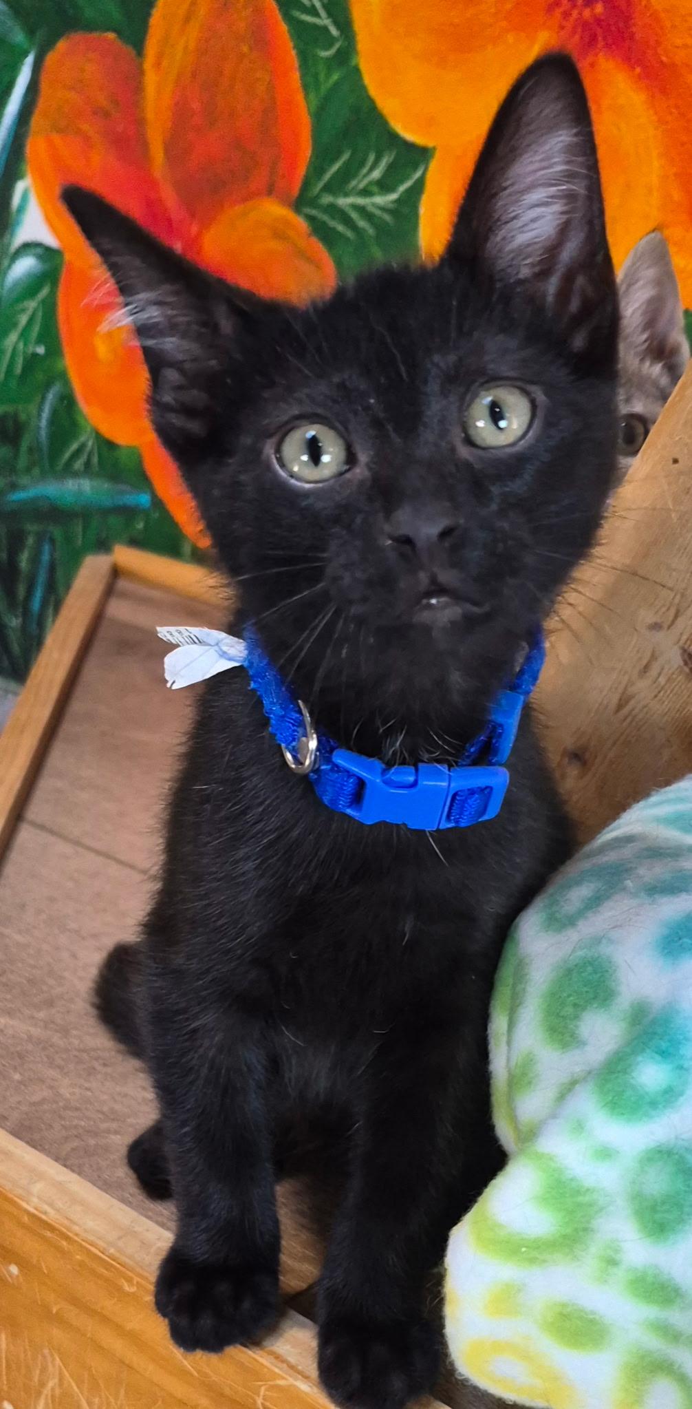 Dover, ADOPTABLE, Kitten Male Domestic Short Hair.