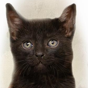Dover, a ADOPTABLE Domestic Short Hair in Tomah, WI image 2/3