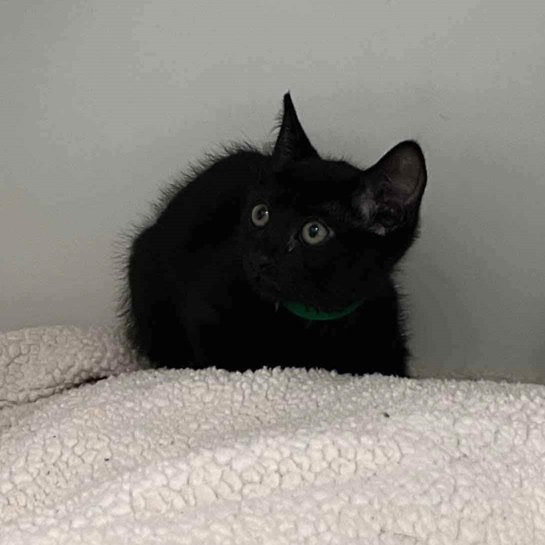 Enlarge Alaska, a Adopted Domestic Short Hair in Oakland, CA image 1/1
