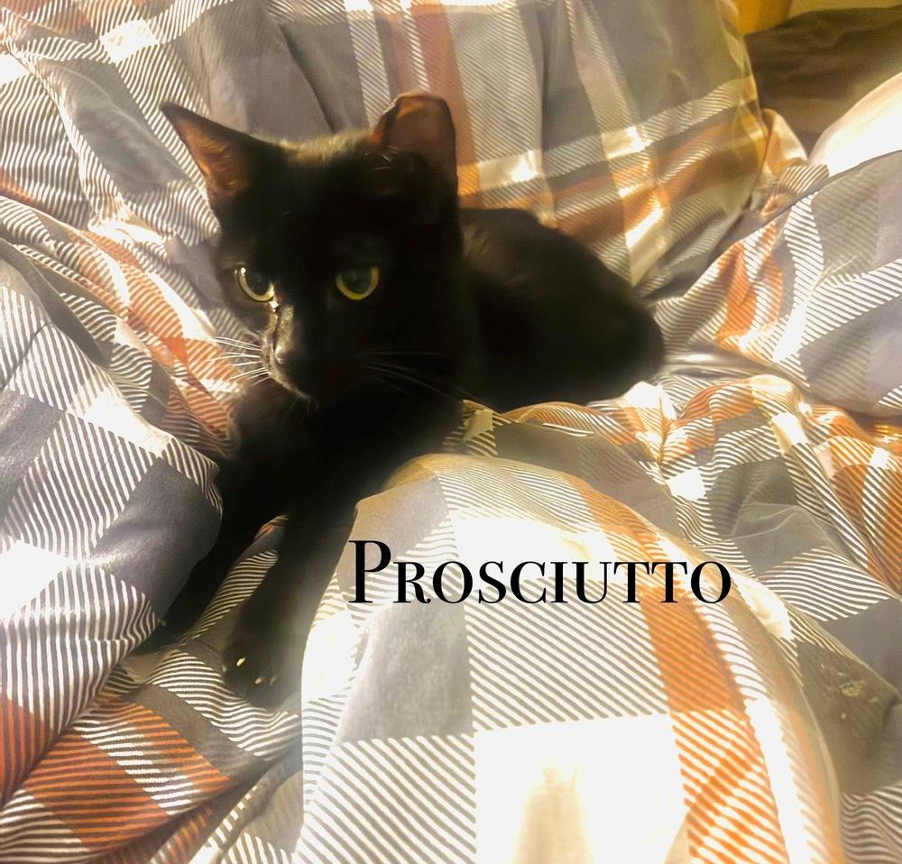 Prosciutto, Adoptable, Young Female Domestic Short Hair.