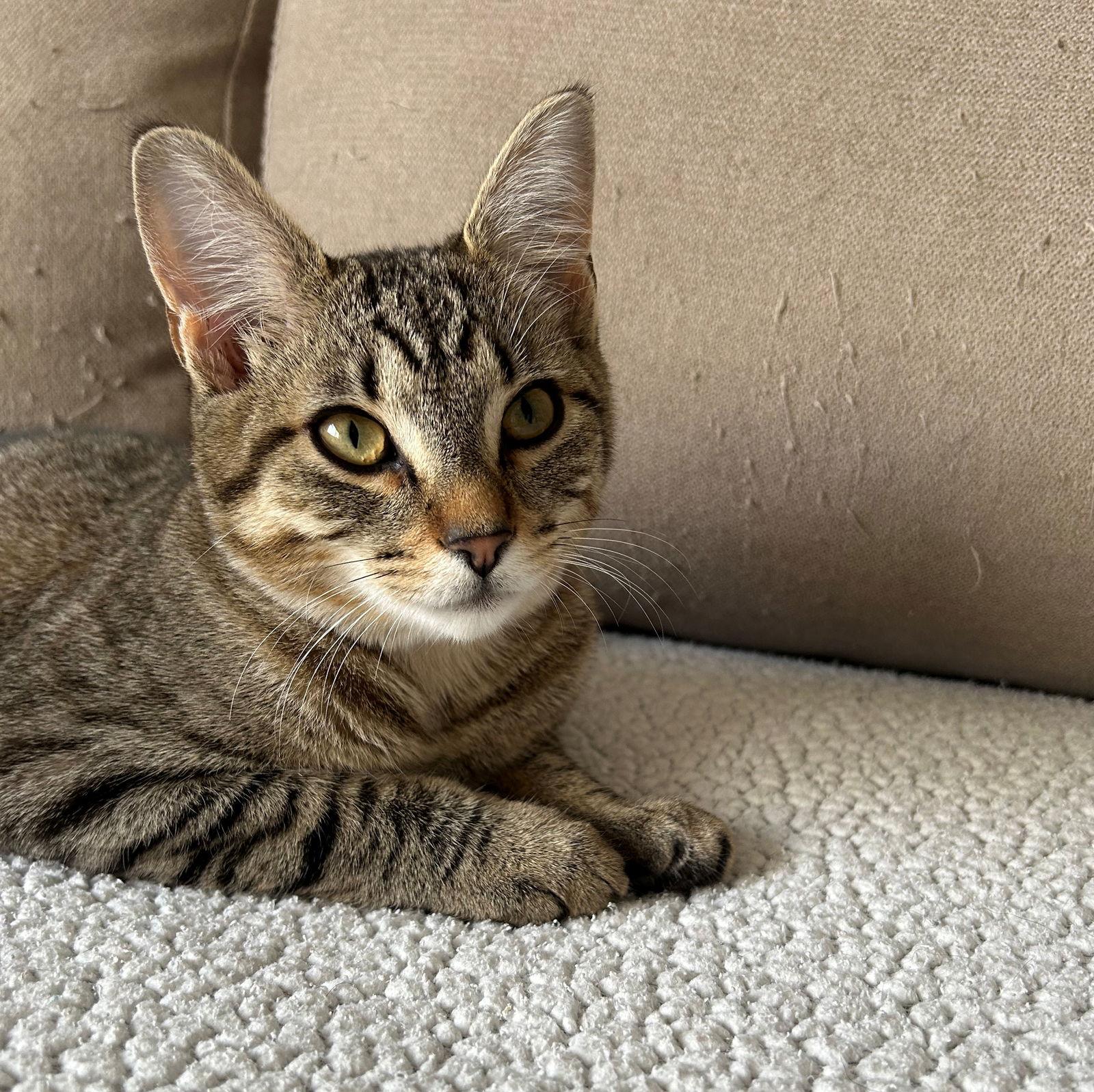 Enlarge ELLIE MAY & MEADOW - Offered by Owner -Sister Pair, a Adoptable mixed breed in Hillsboro, OR image 2/3