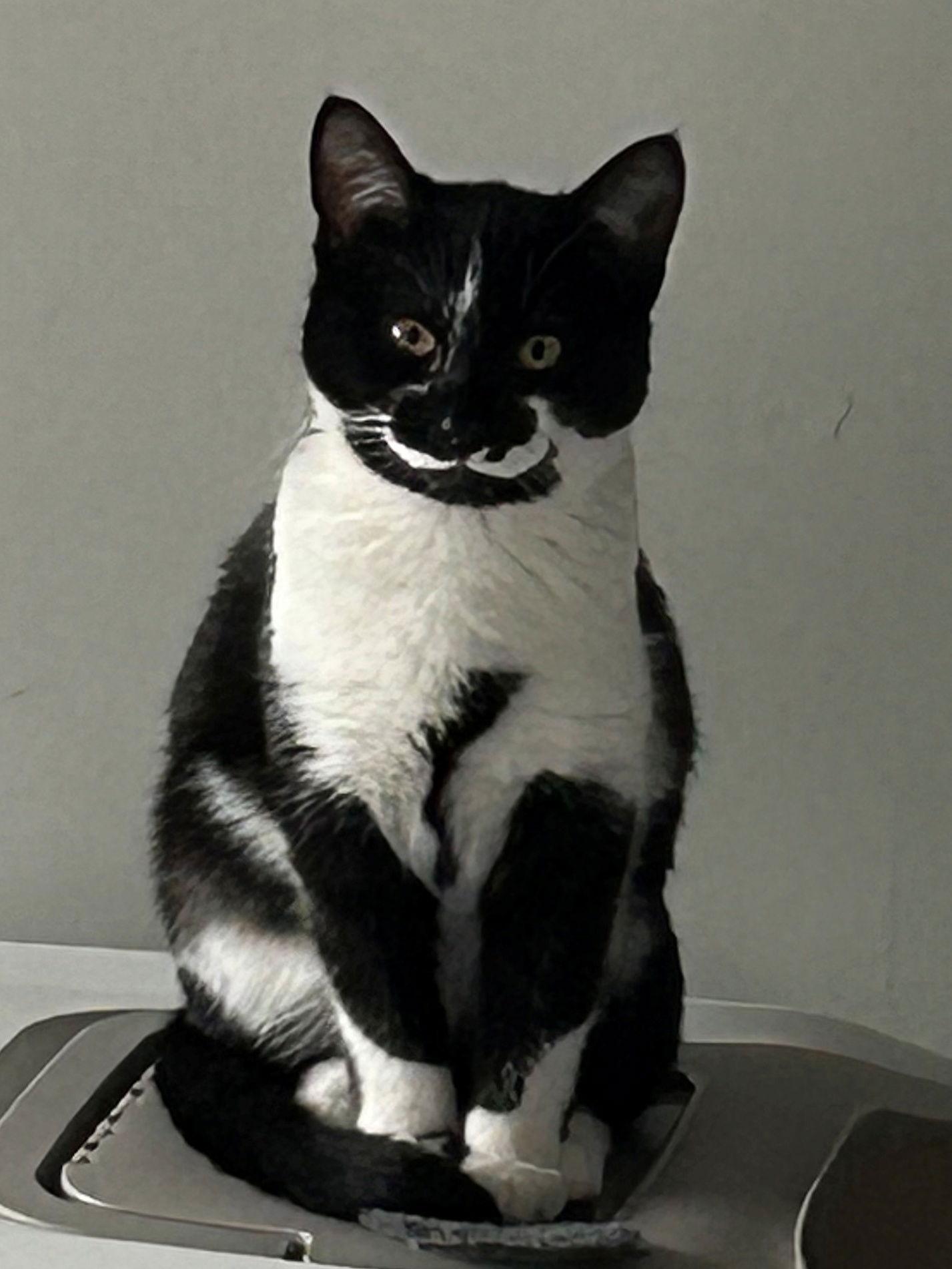 Enlarge ELLIE MAY & MEADOW - Offered by Owner -Sister Pair, a Adoptable mixed breed in Hillsboro, OR image 3/3