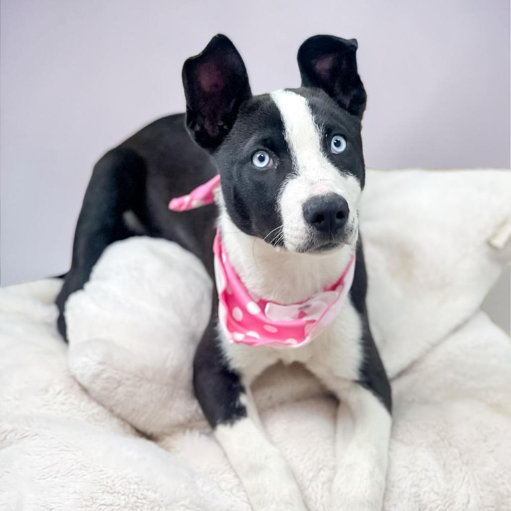 Tiger, Adoptable, Puppy Female Mixed Breed.