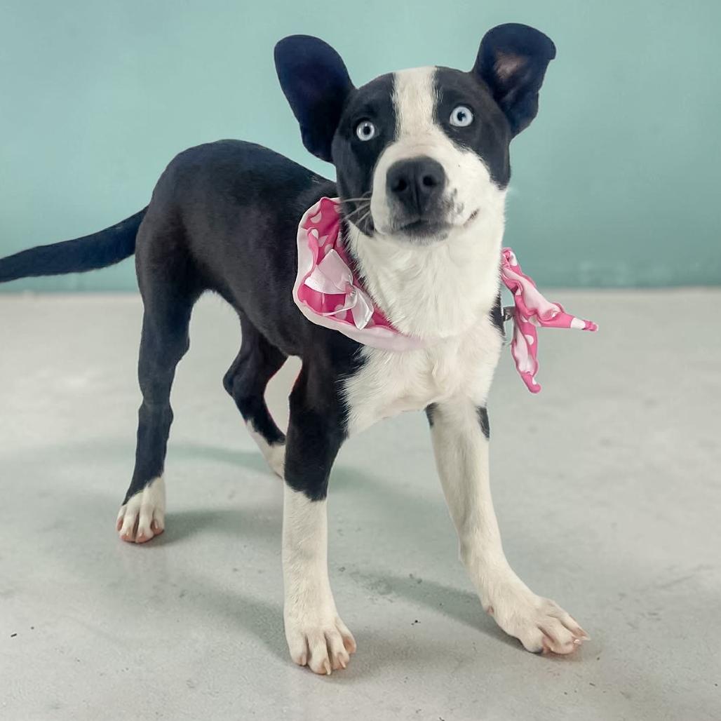 Enlarge Tiger, a Adoptable Mixed Breed in Lufkin, TX image 2/3