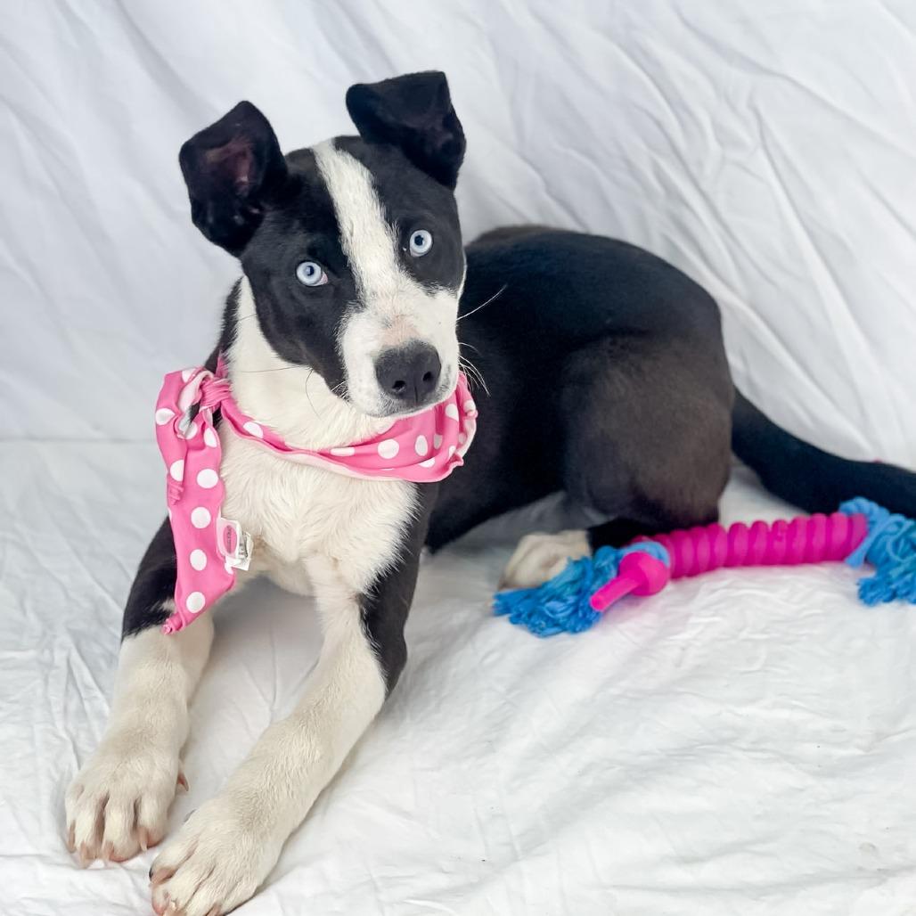 Enlarge Tiger, a Adoptable Mixed Breed in Lufkin, TX image 3/3