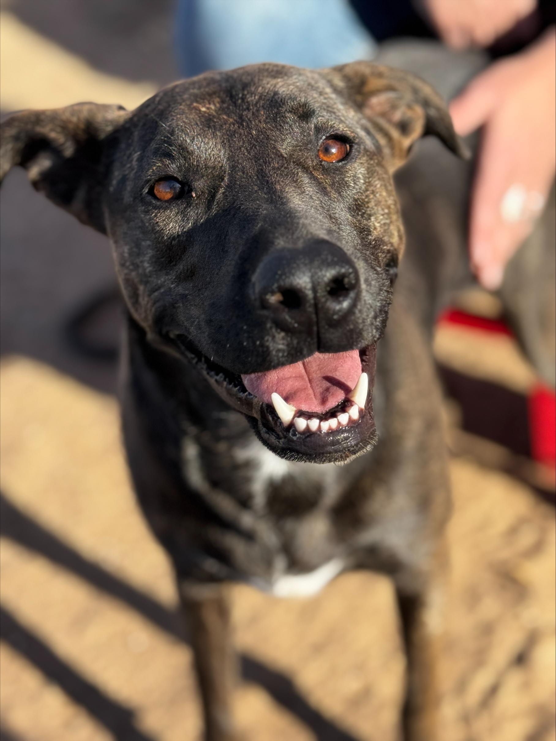 Sister, a Adoptable mixed breed in Levelland, TX image 2/3