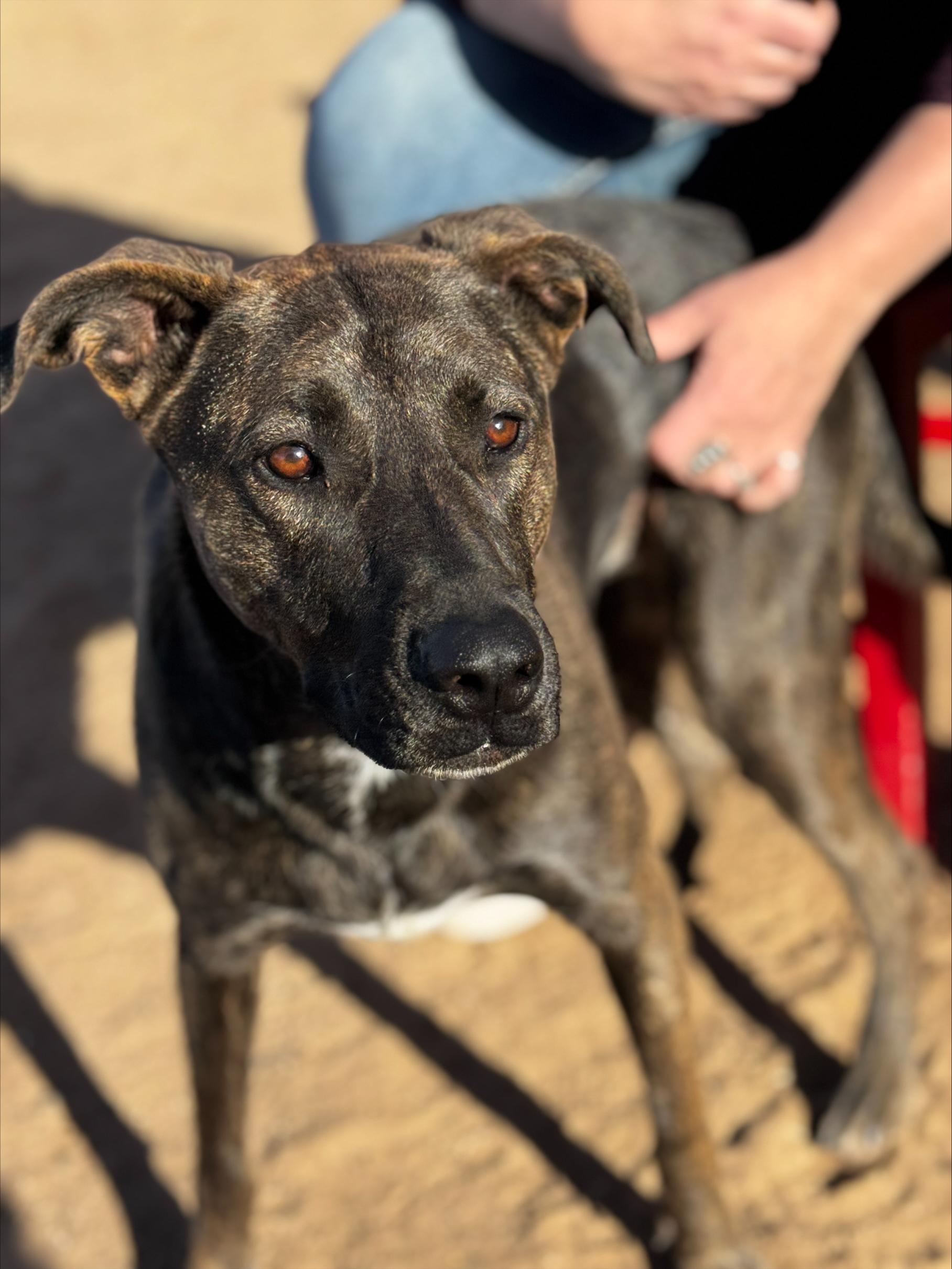 Sister, Adoptable, Adult Female Chocolate Labrador Retriever & American Staffordshire Terrier.