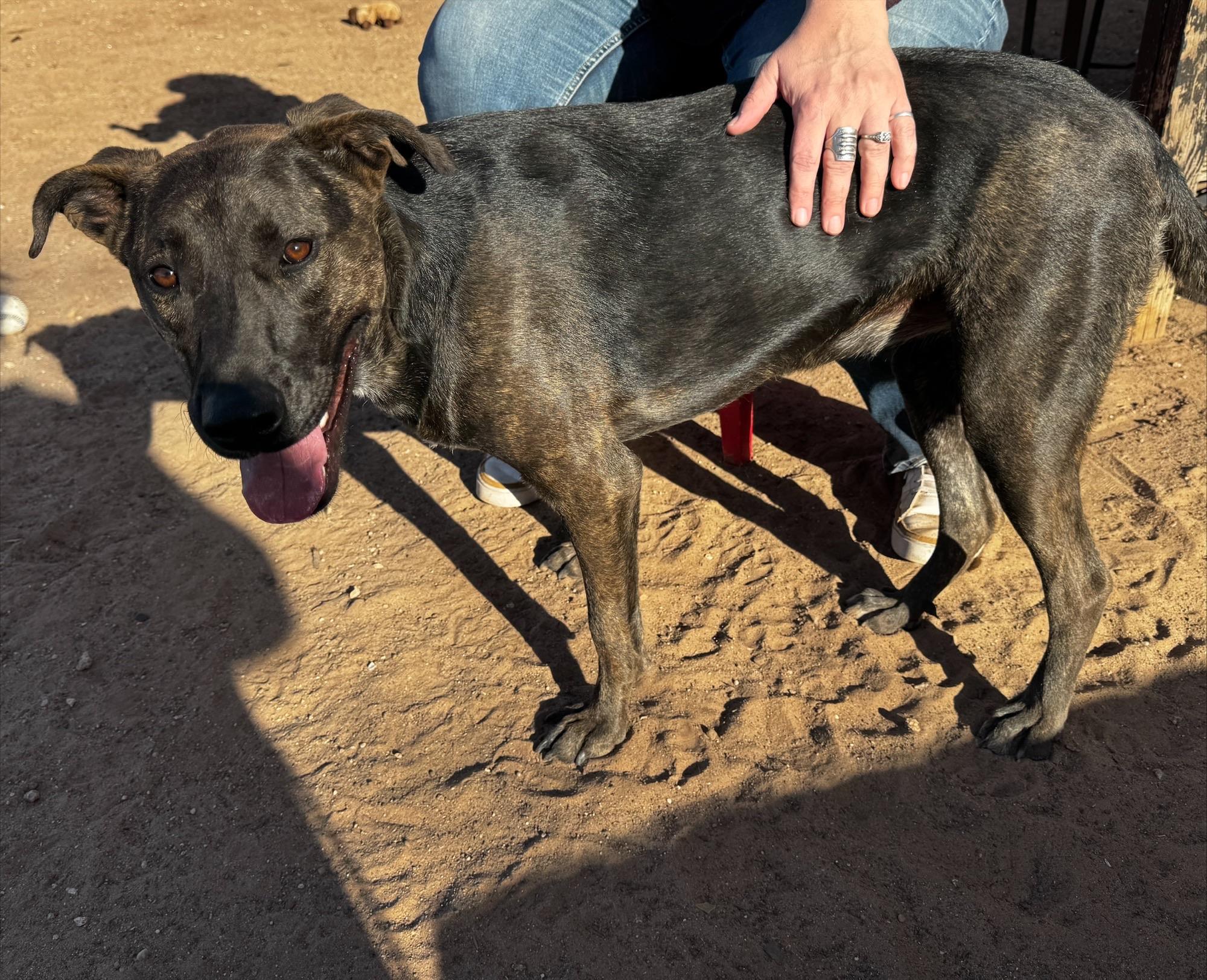 Sister, a Adoptable mixed breed in Levelland, TX image 3/3