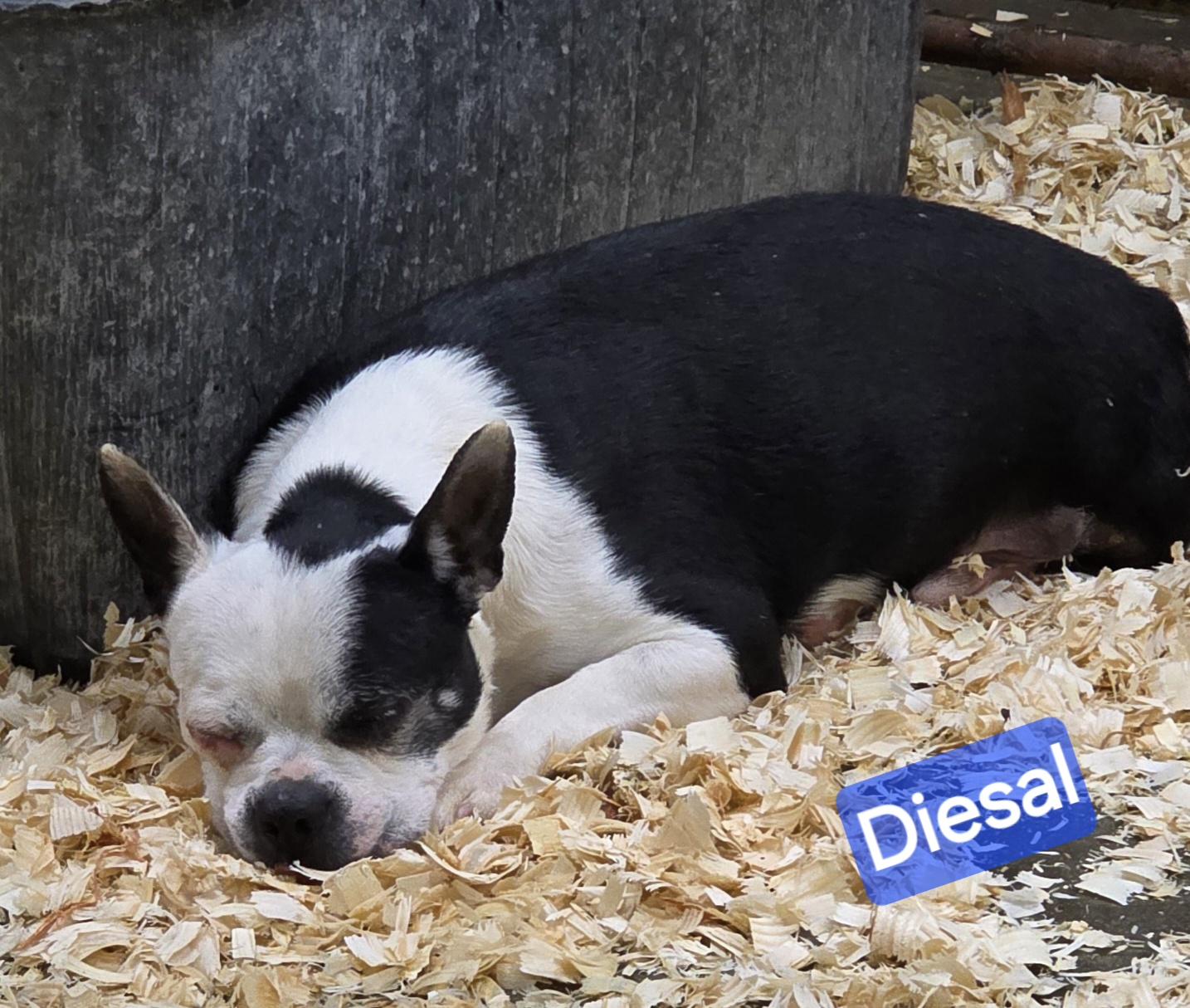 Enlarge Diesal , a ADOPTABLE Boston Terrier in Wheelersburg, OH image 2/2