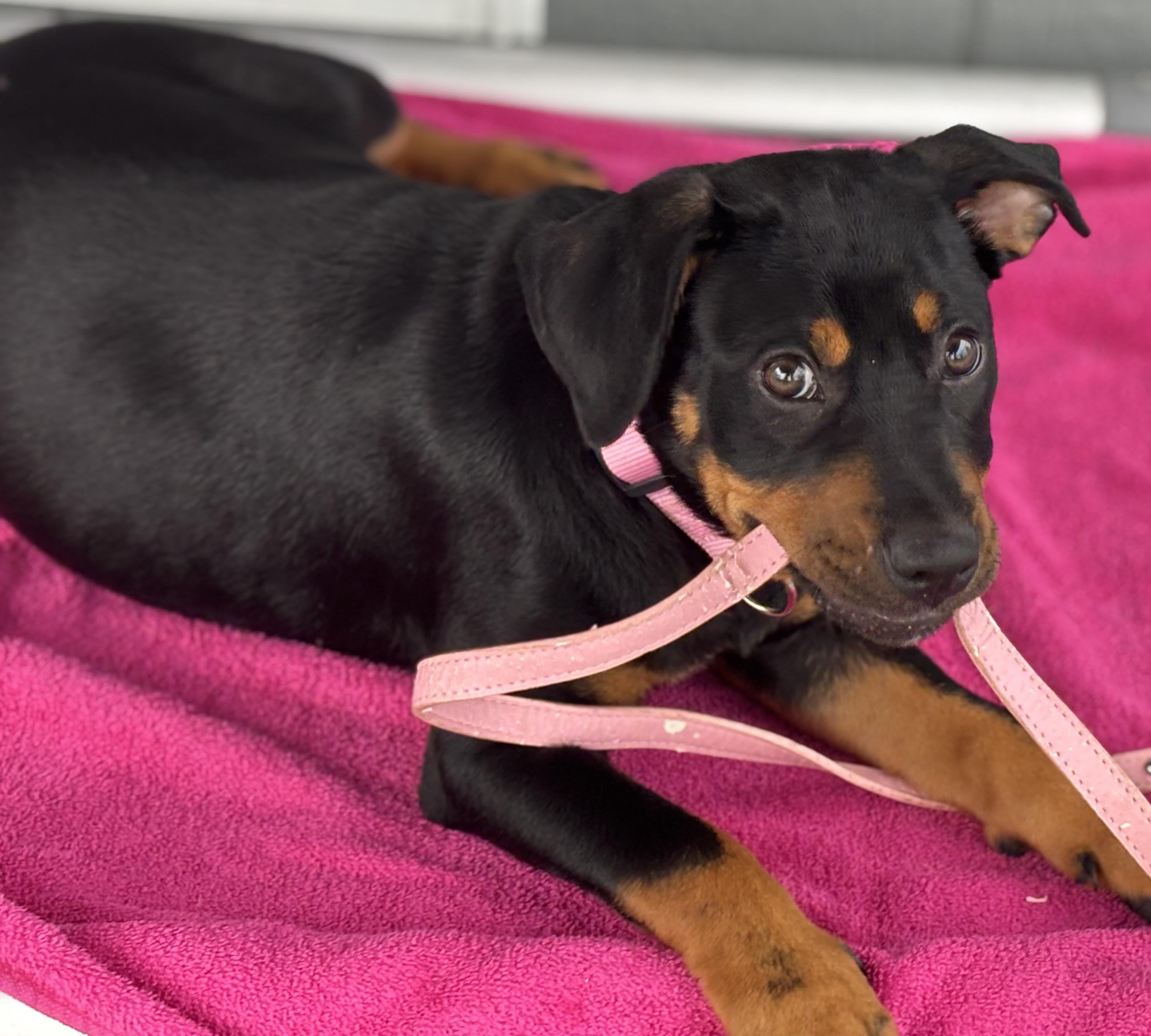 Luna, adopted, Puppy Female Black and Tan Coonhound.