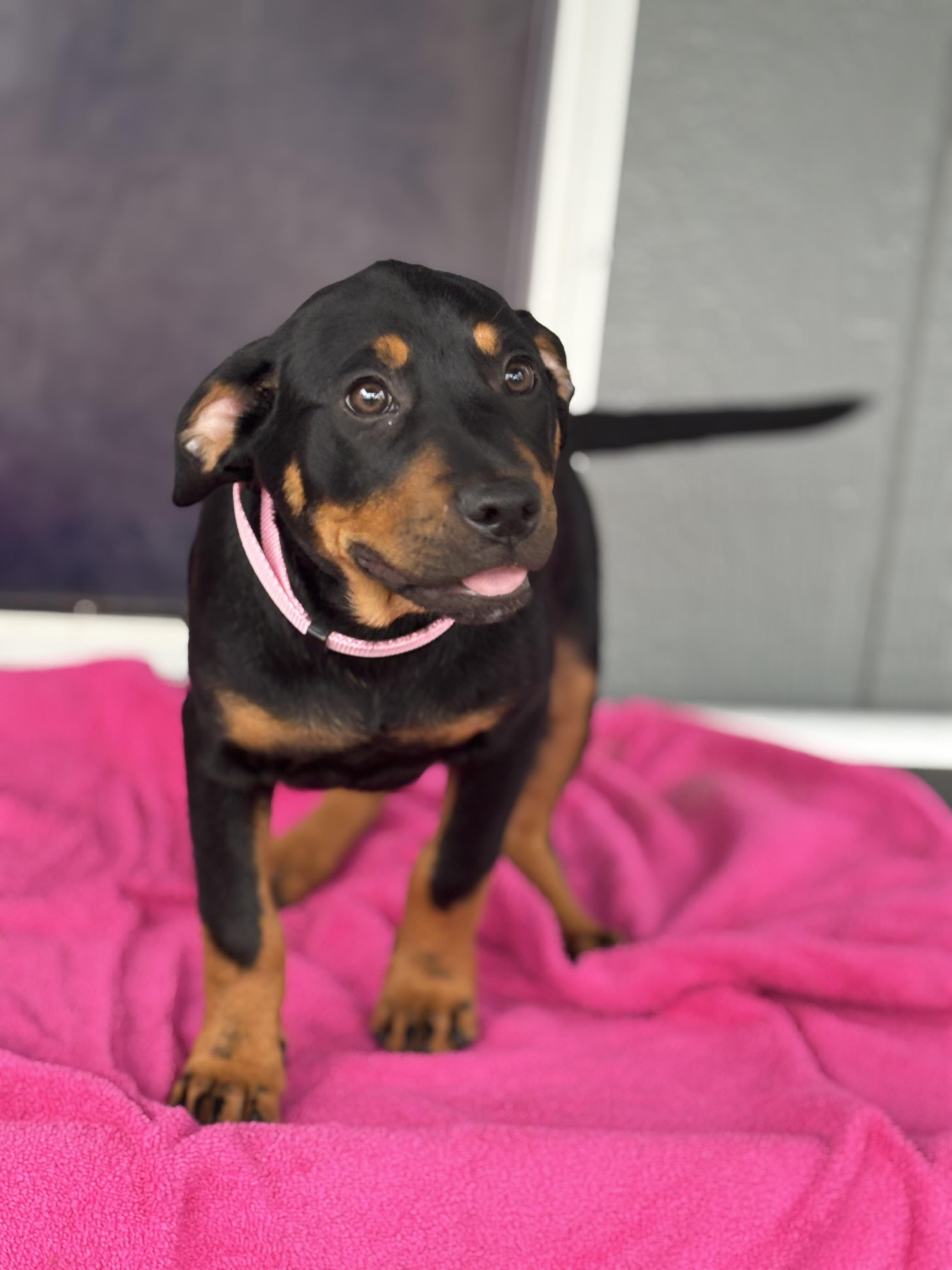 Enlarge Luna, an adopted mixed breed in Hortense, GA image 2/4