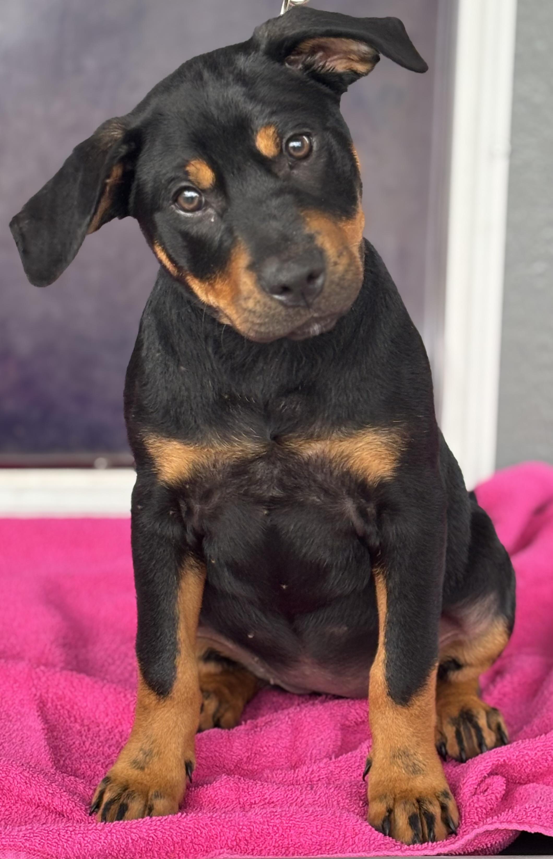Enlarge Luna, an adopted mixed breed in Hortense, GA image 3/4