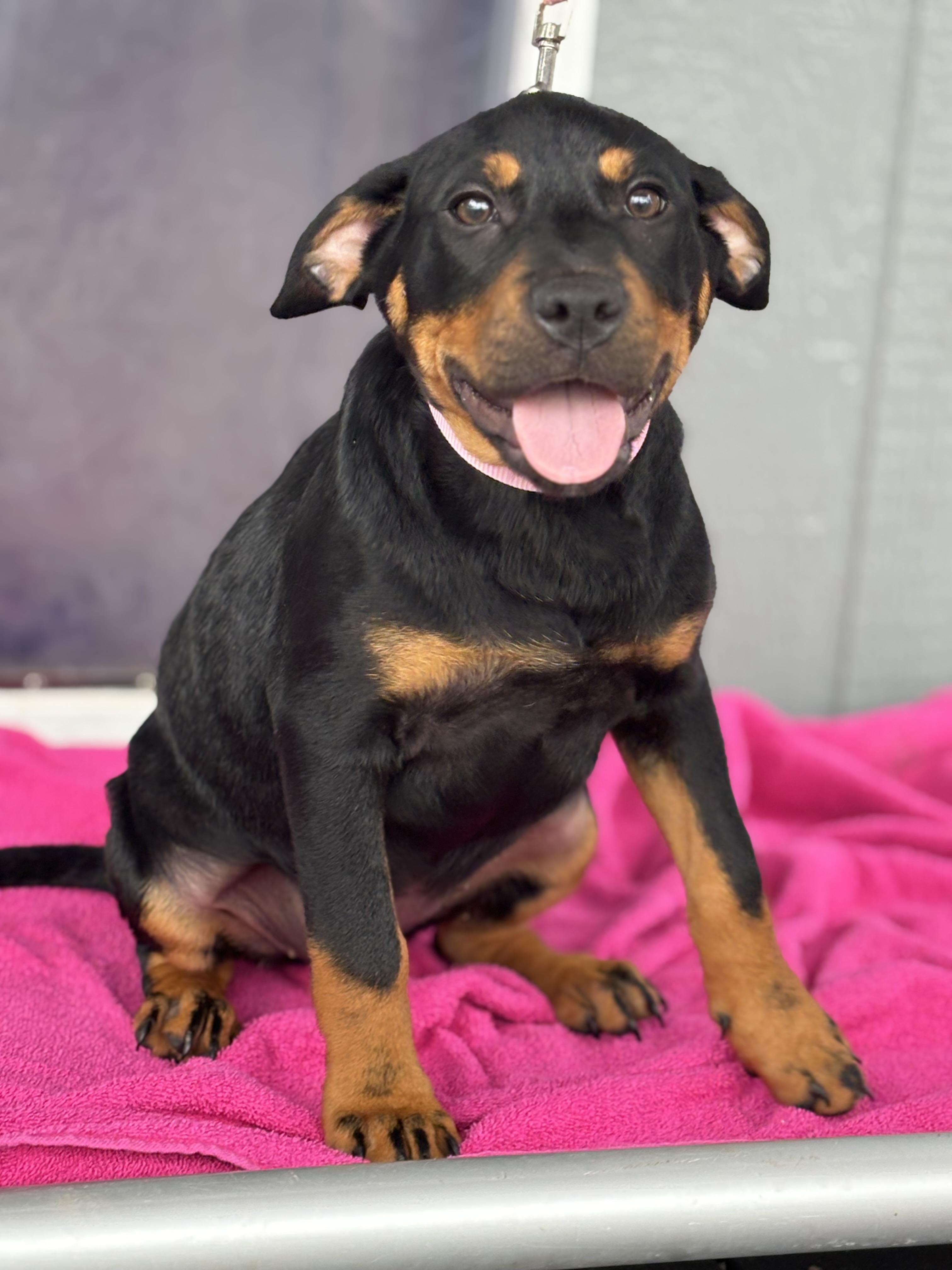 Enlarge Luna, an adopted mixed breed in Hortense, GA image 4/4