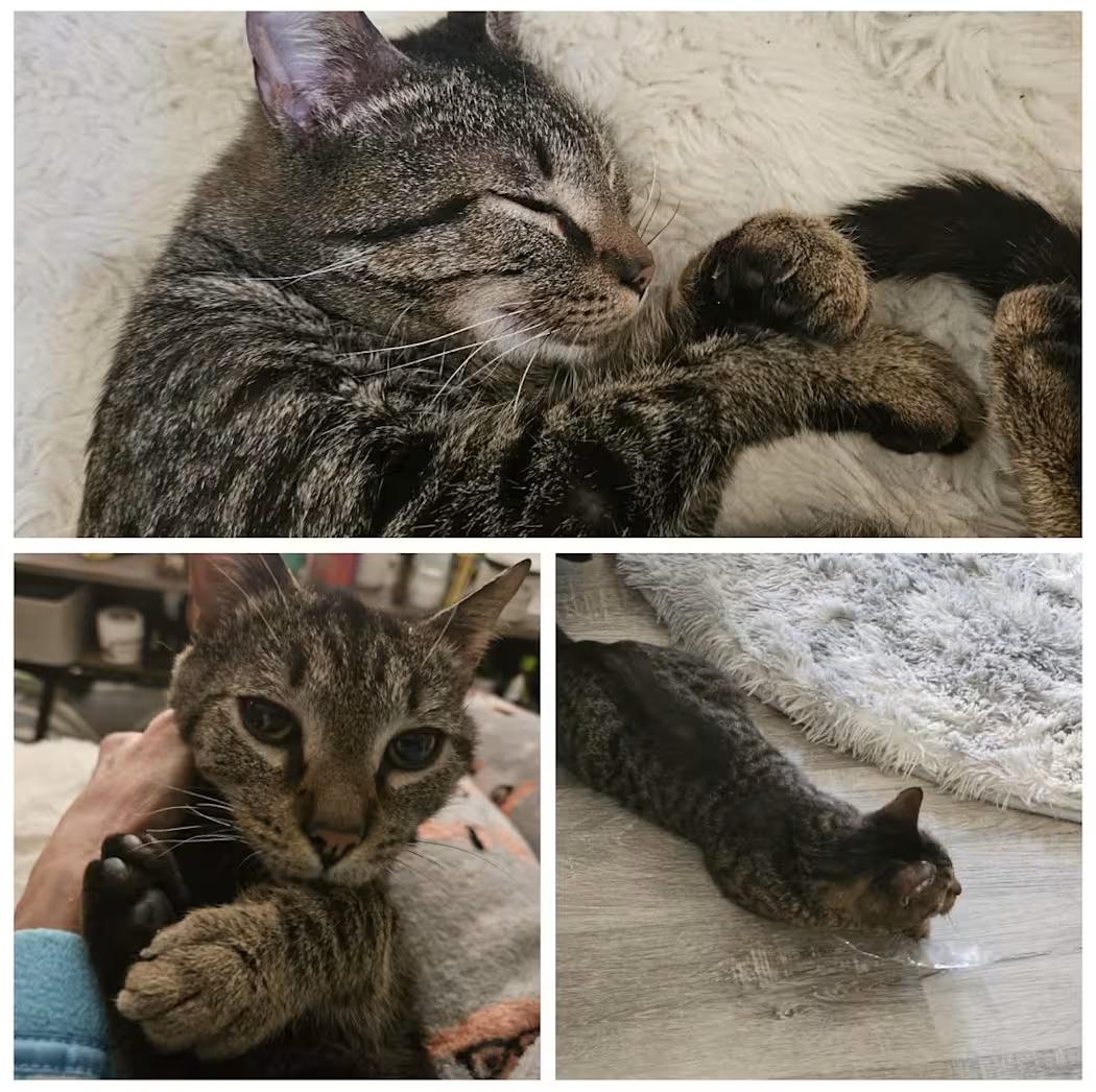 Gizmo, an adopted mixed breed in Greensboro, NC image 2/3