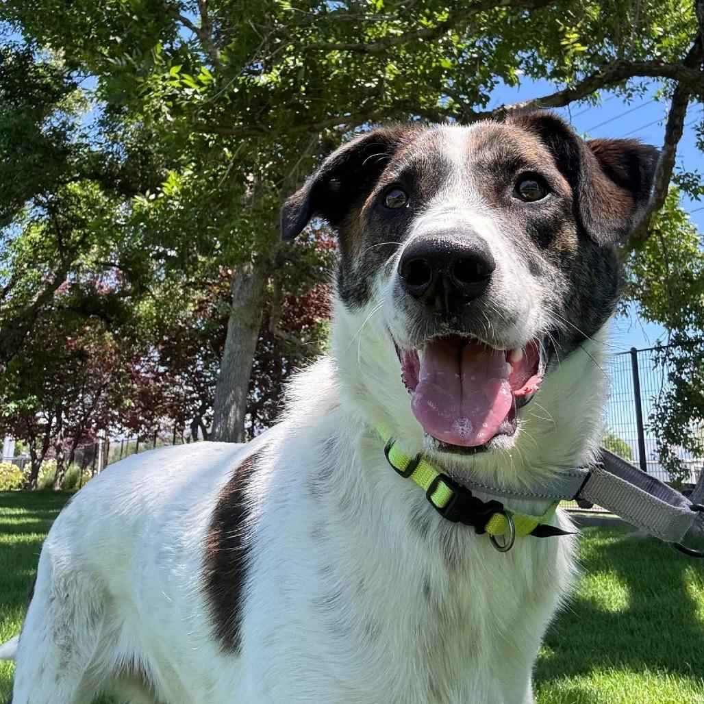 Nate, Adoptable, Young Male Australian Cattle Dog / Blue Heeler & Mixed Breed.