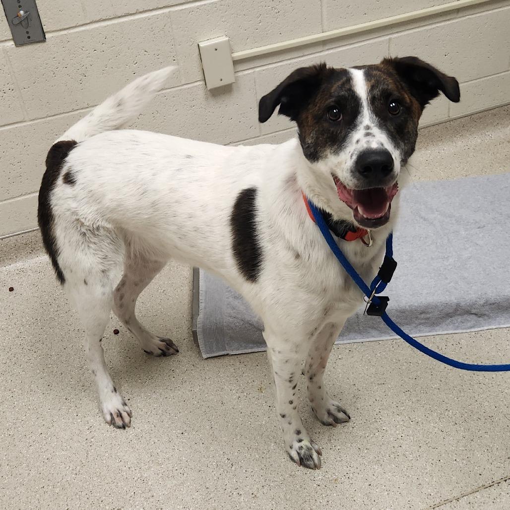 Enlarge Nate, a Adoptable mixed breed in Murray, UT image 2/2
