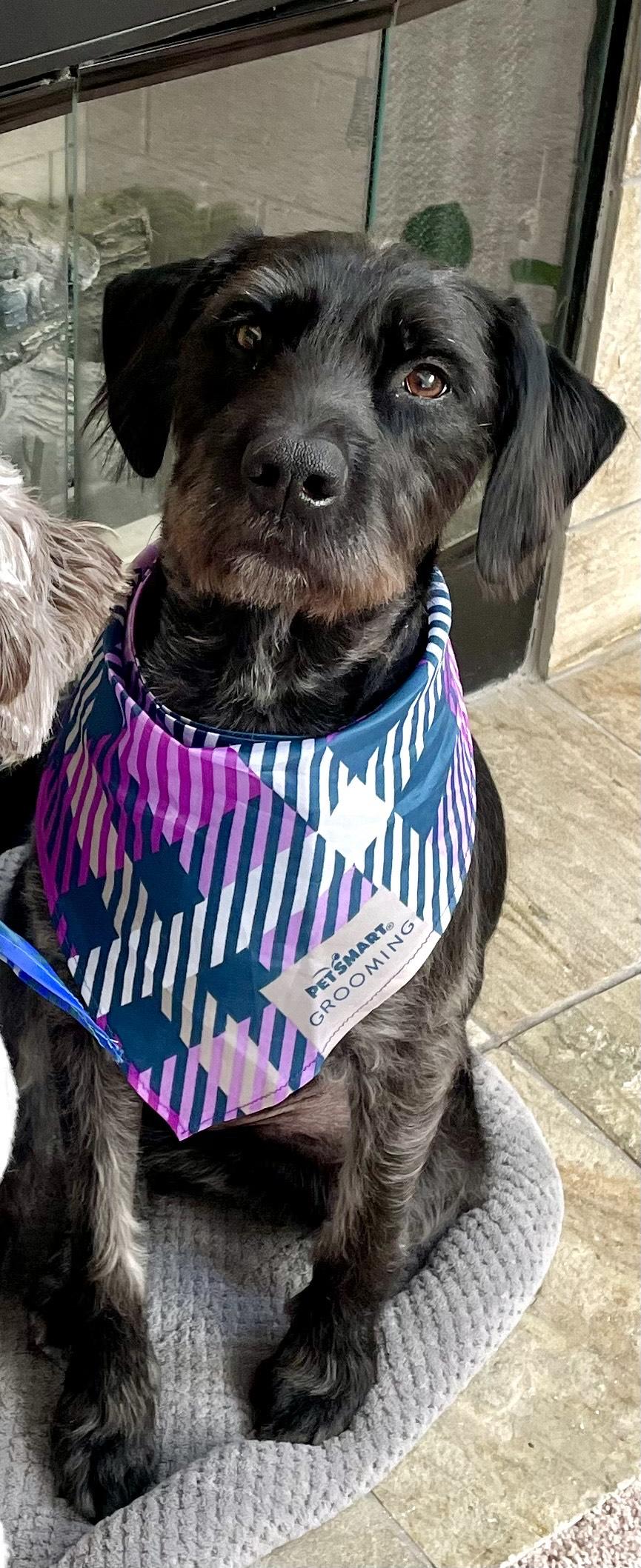 Stella Bella, Adoptable, Adult Female Black Labrador Retriever & Wirehaired Terrier.