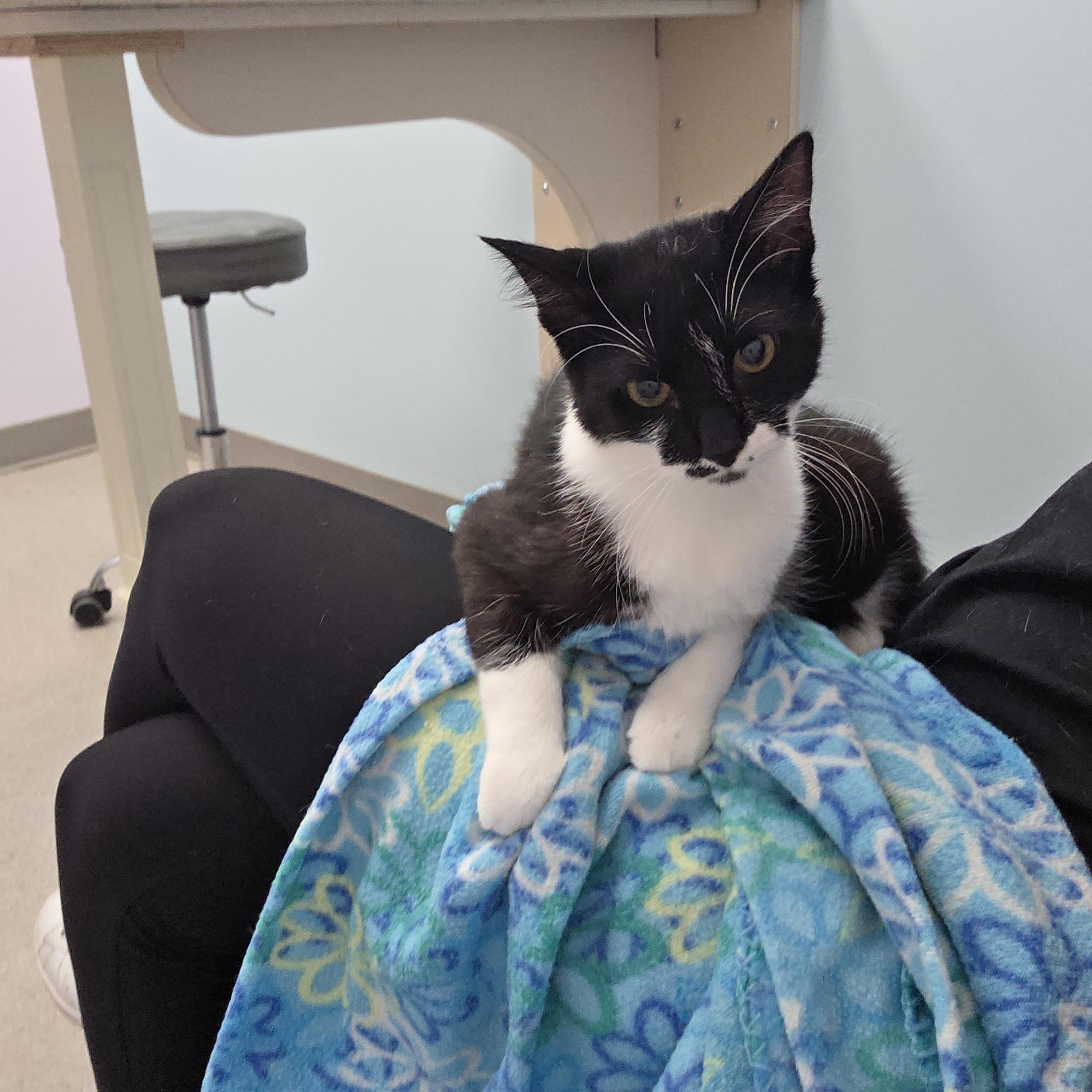 Enlarge Rice-A-Roni, a Adoptable Domestic Short Hair in Royal Oak, MI image 3/6