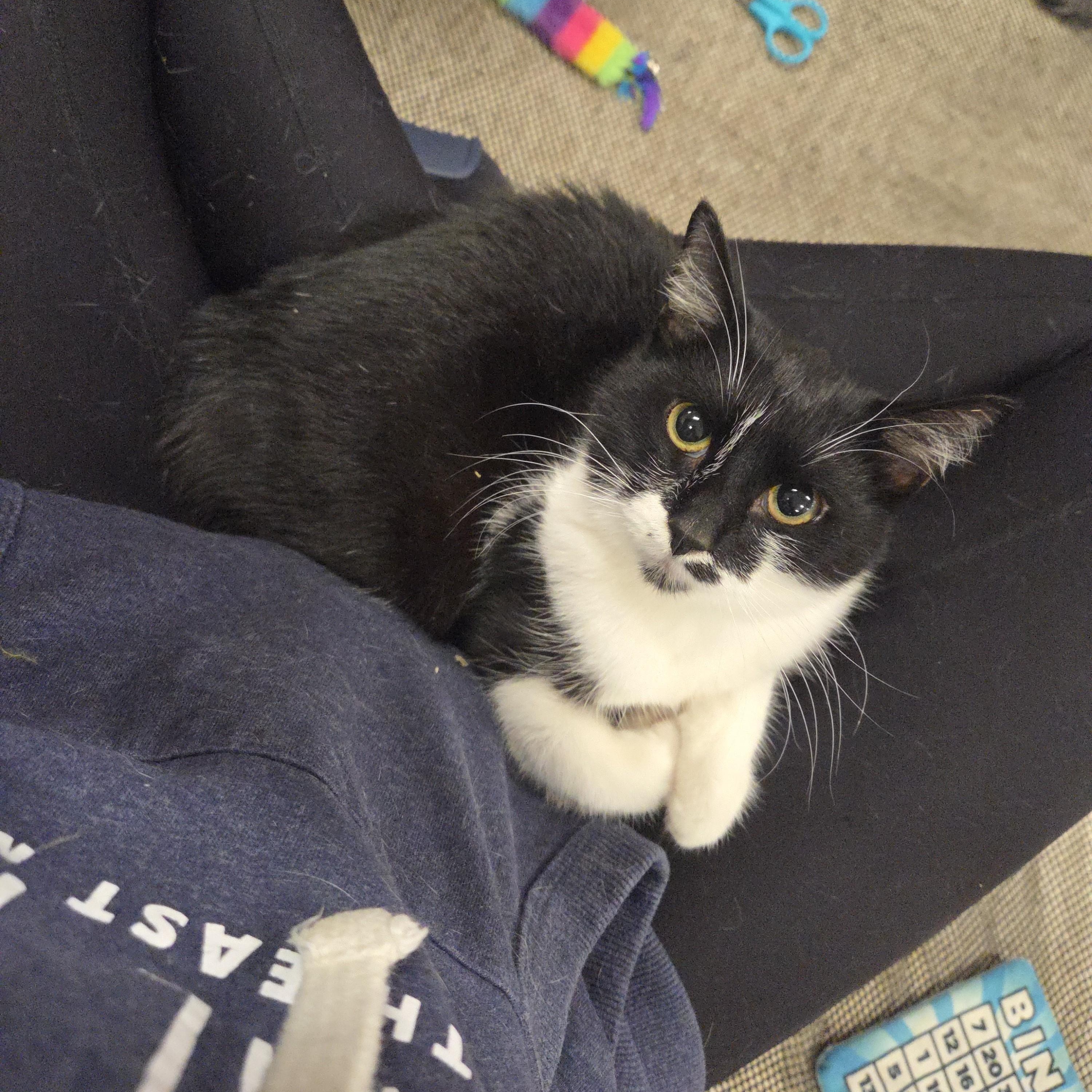 Enlarge Rice-A-Roni, a Adoptable Domestic Short Hair in Royal Oak, MI image 4/6