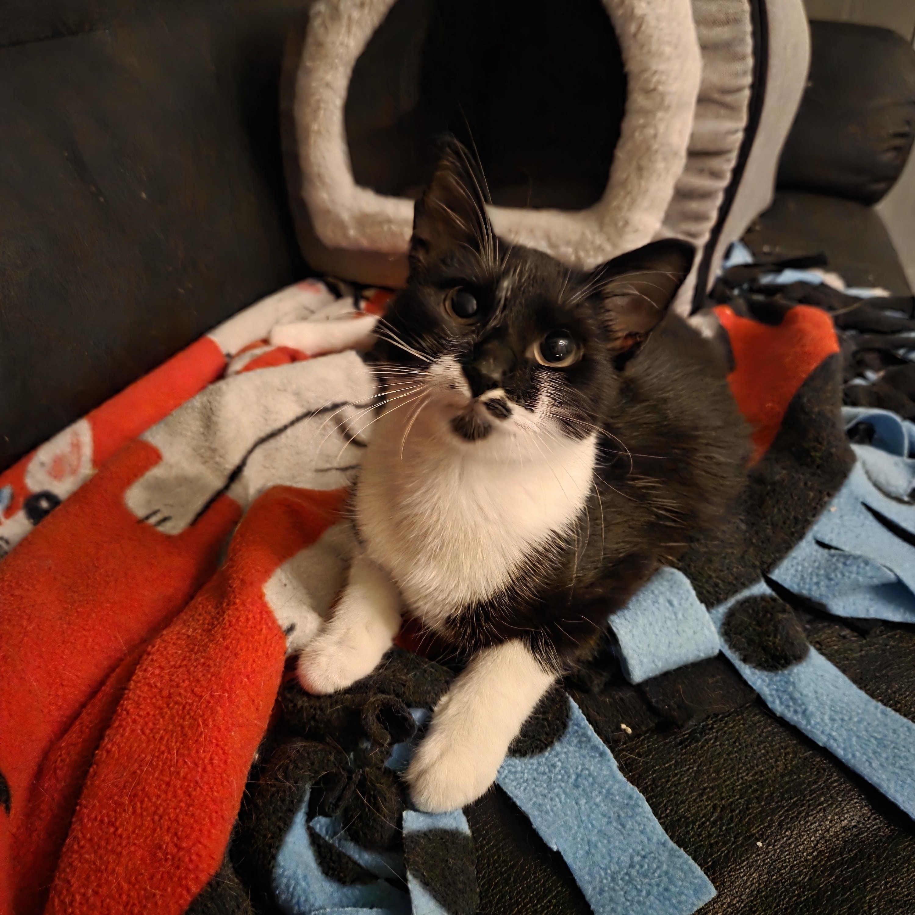 Enlarge Rice-A-Roni, a Adoptable Domestic Short Hair in Royal Oak, MI image 2/6