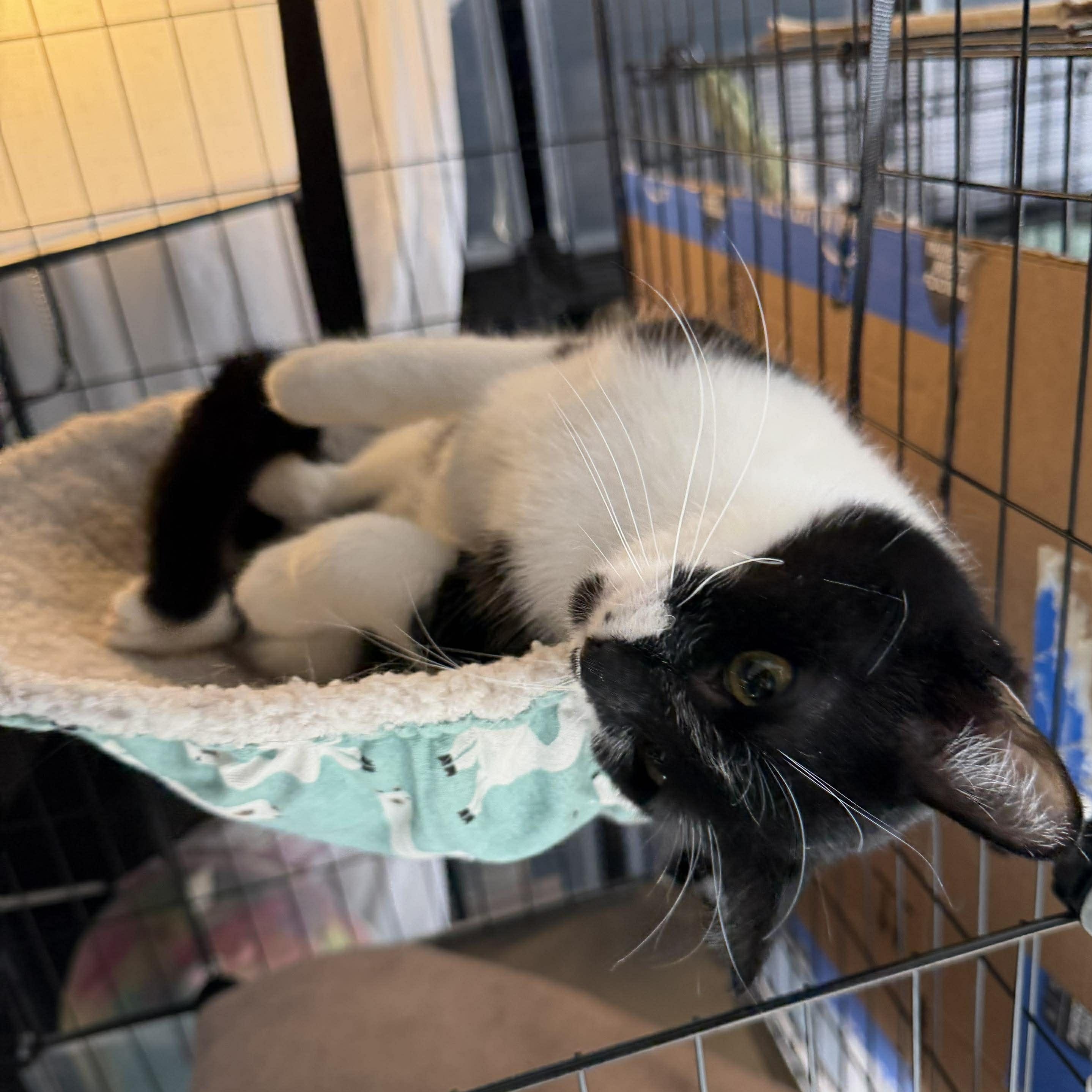 Enlarge Rice-A-Roni, a Adoptable Domestic Short Hair in Royal Oak, MI image 6/6